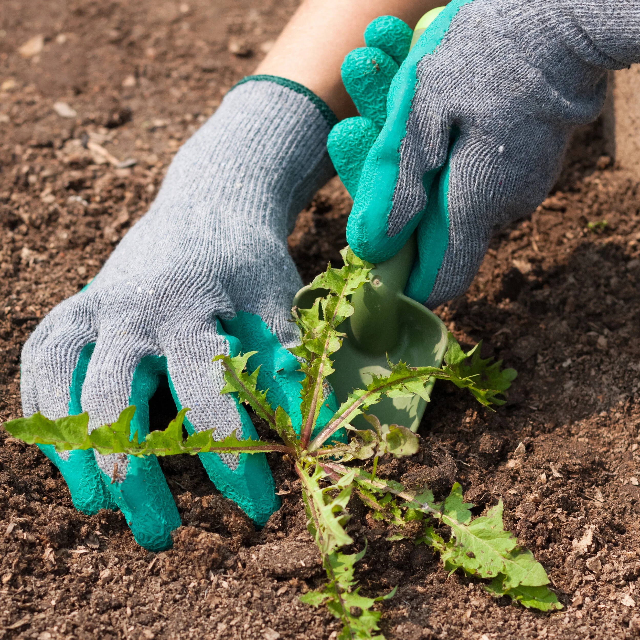 weed control auckland.jpeg