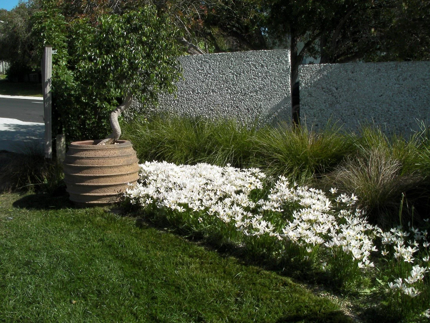 Planting-Style-2 zephthranthes.jpg