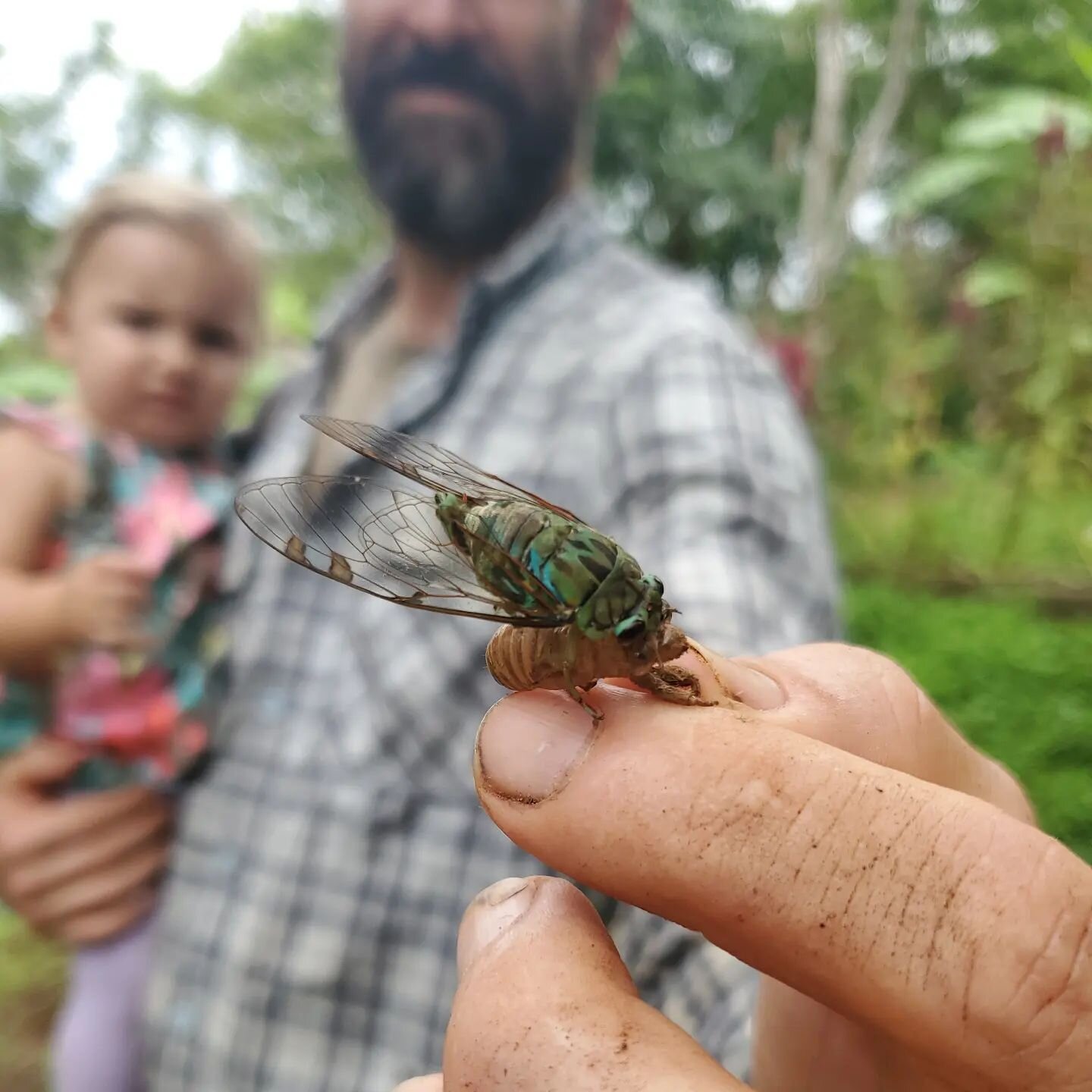 Feeling inspired by this cicada and the chances life gives us to reemerge with our best wings forward #naturelearning #wonder #simplebeauty