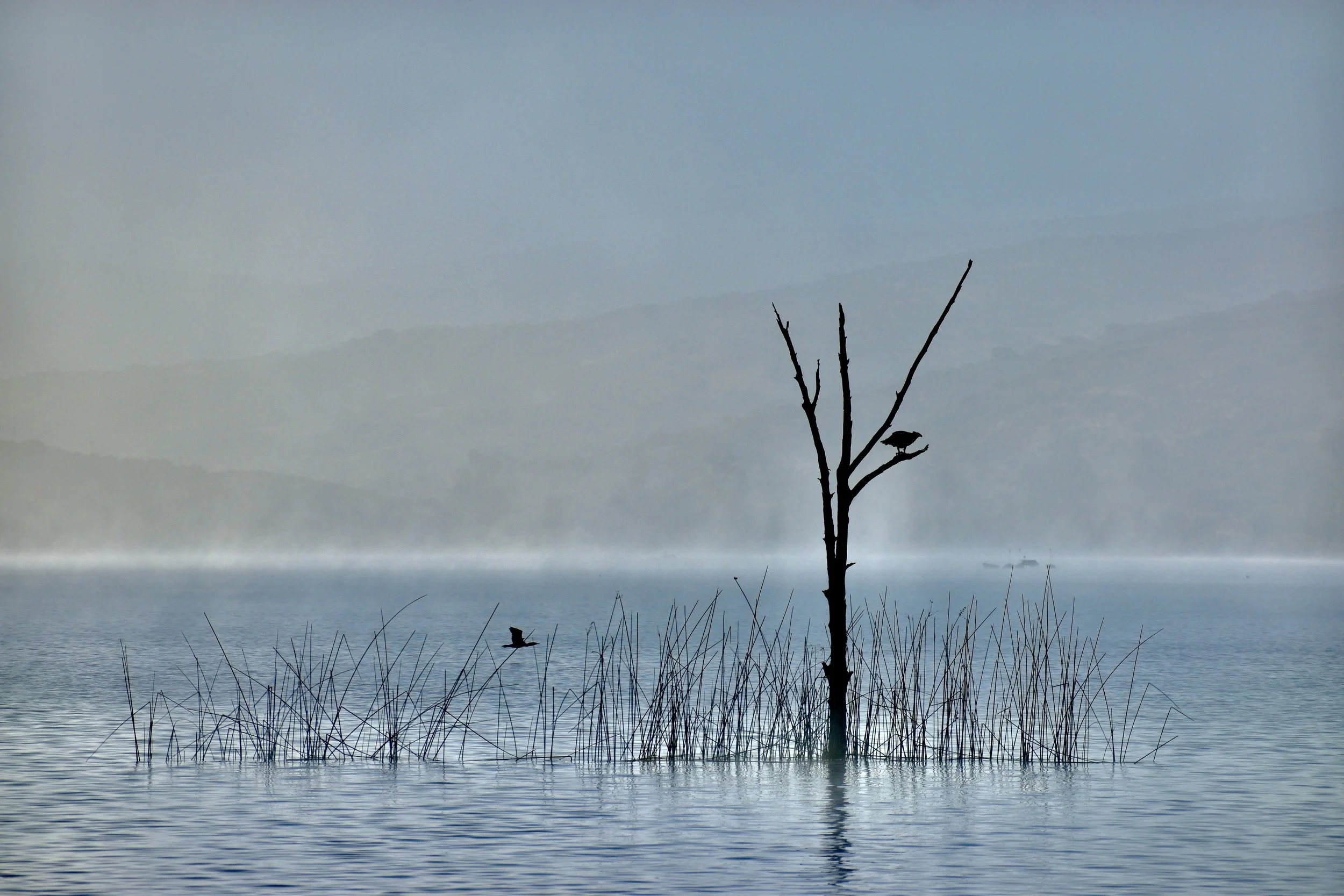 A solitary tree with no leaves standing in a lake with a bird perched on one of its branches, surrounded by reeds and distant mountains with a cloudy sky.