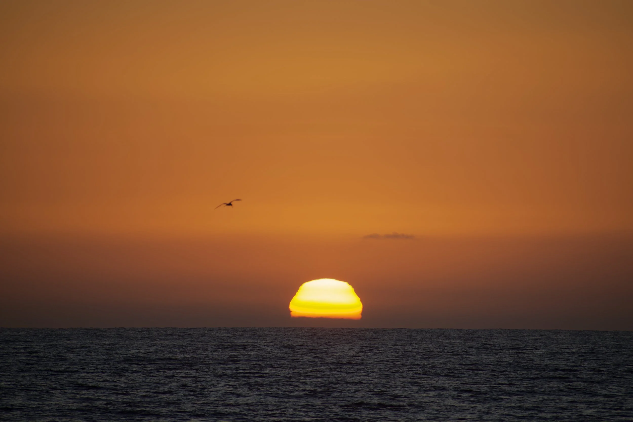 Sunset over the ocean with an orange sky and a silhouetted bird flying near the horizon.