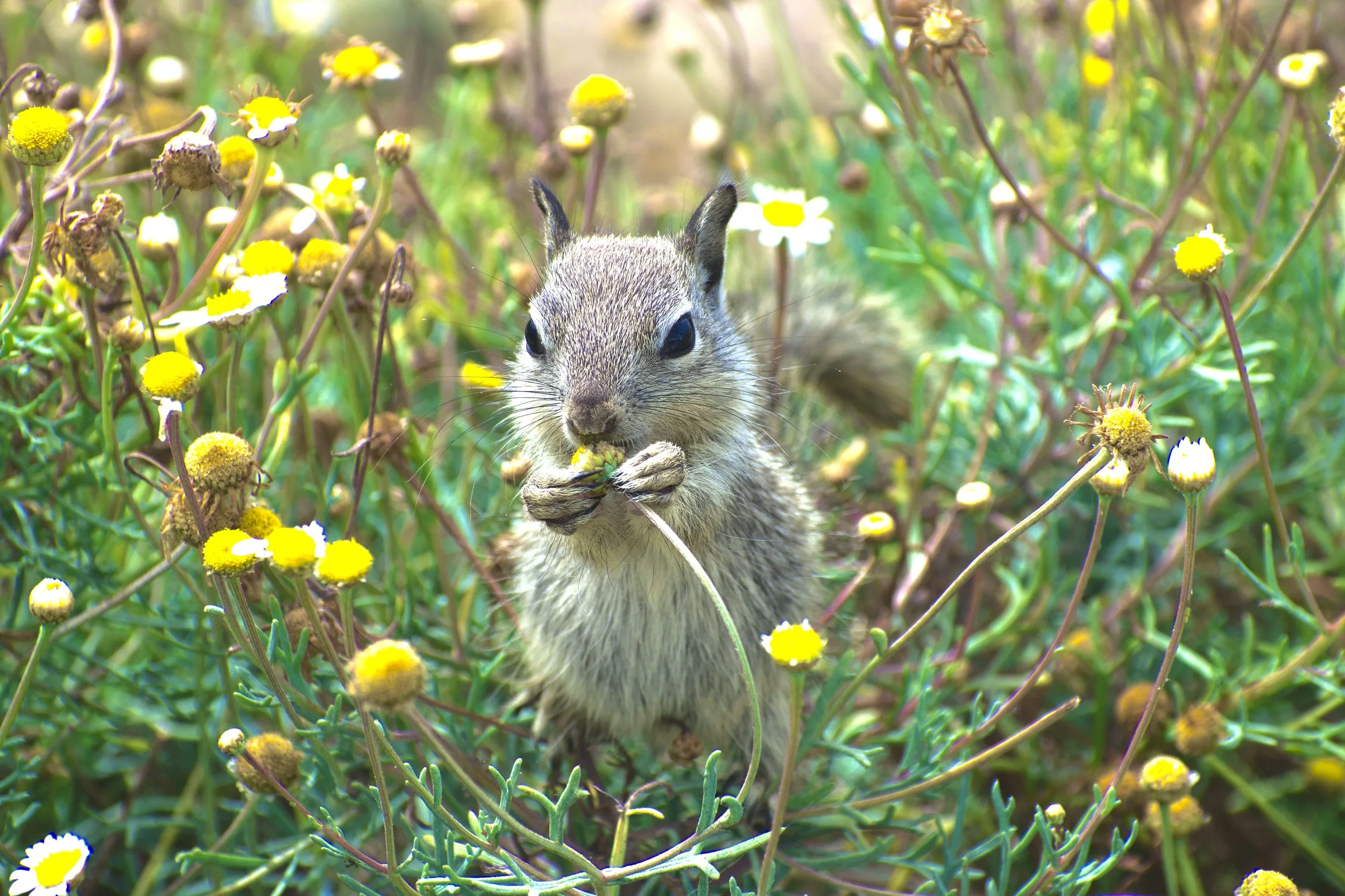A small rodent, possibly a ground squirrel or chipmunk, sitting among yellow and white wildflowers, eating or holding a flower. The background is filled with green plants and more flowers.