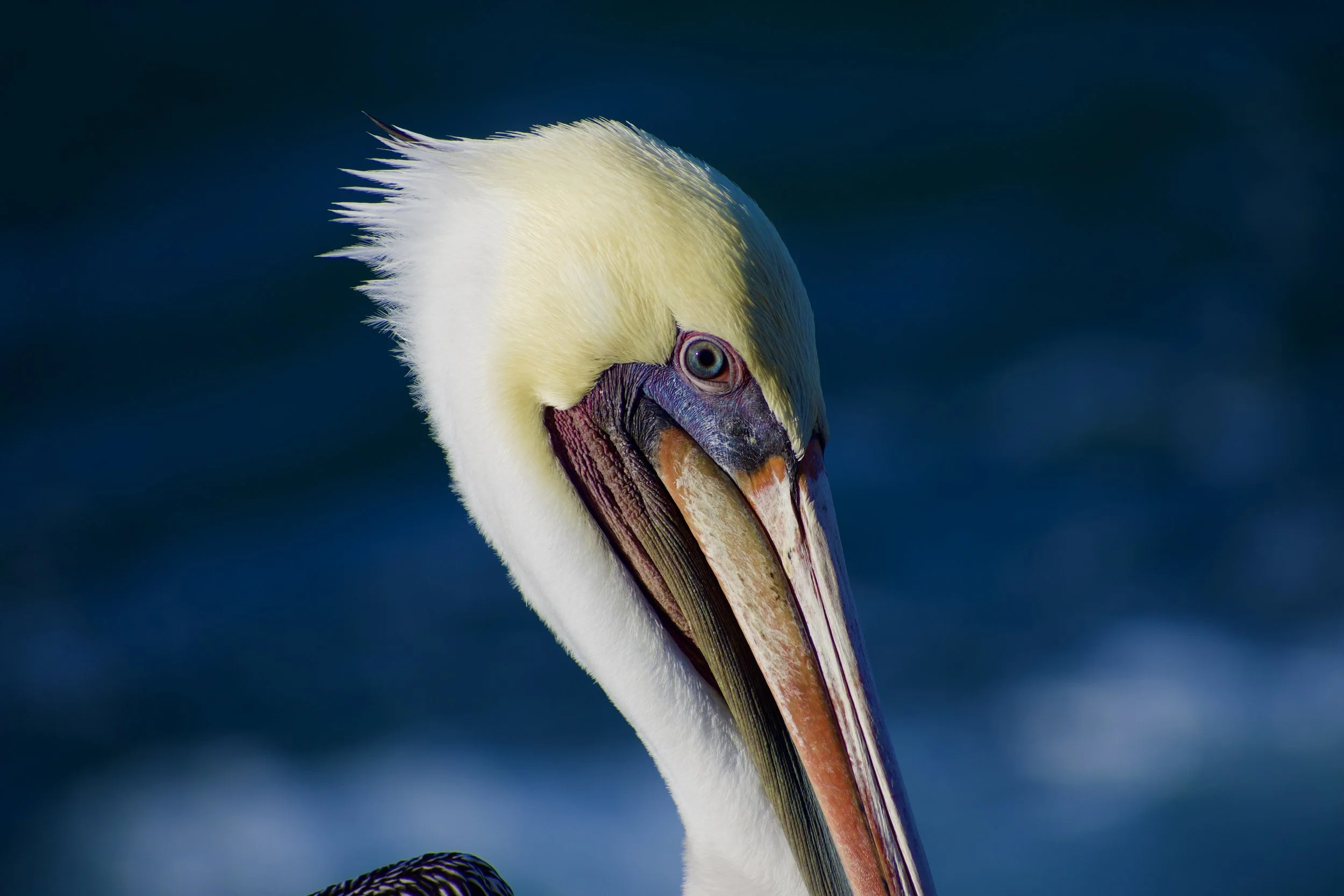 Close-up photo of a pelican's head, showing its large bill, eye, and white feathers against a dark blue background.