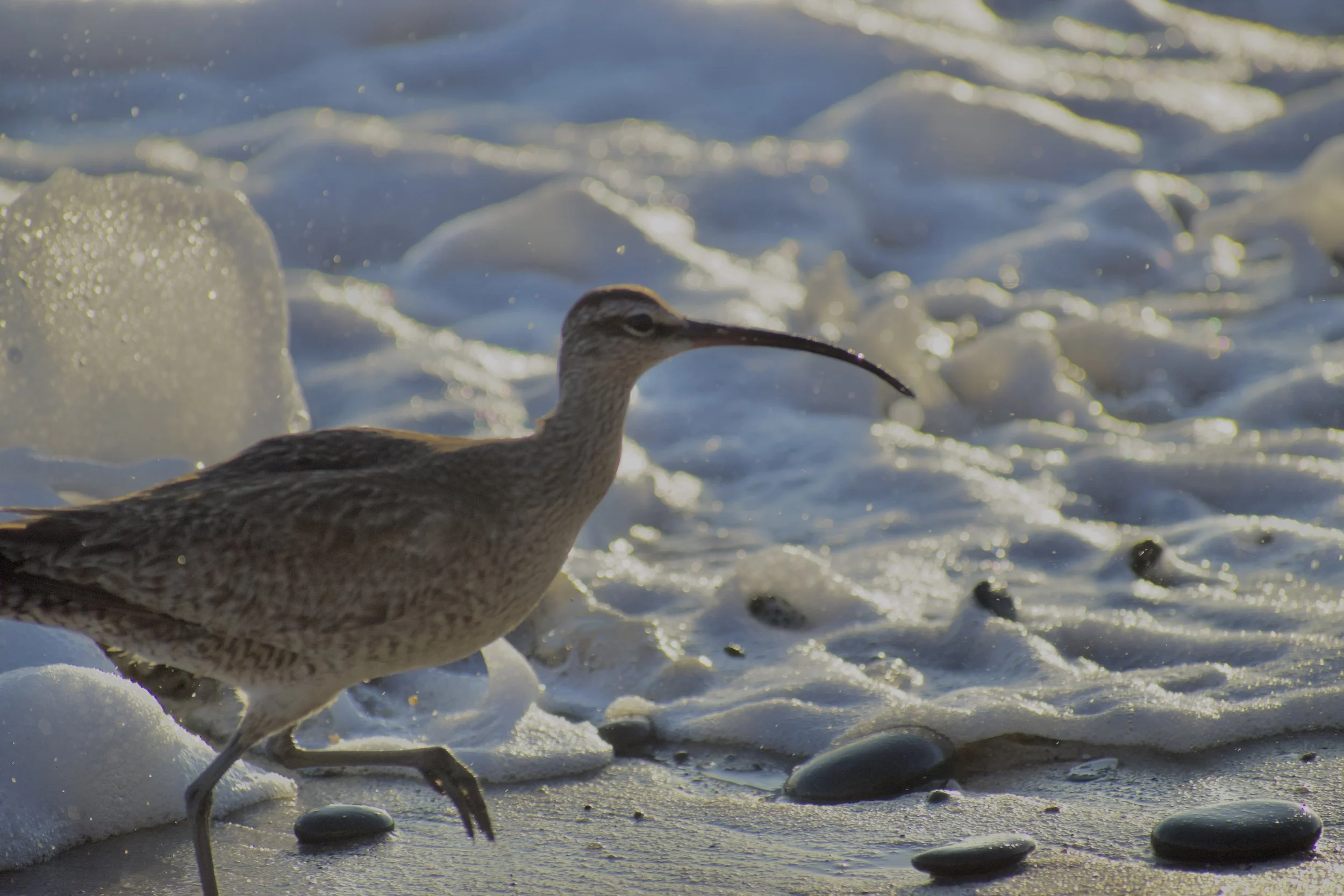 A shorebird with a long, straight beak standing on wet sand among small rocks and foamy tide. The background shows the ocean with waves and foam, and the scene appears to be during sunset or sunrise with soft lighting.