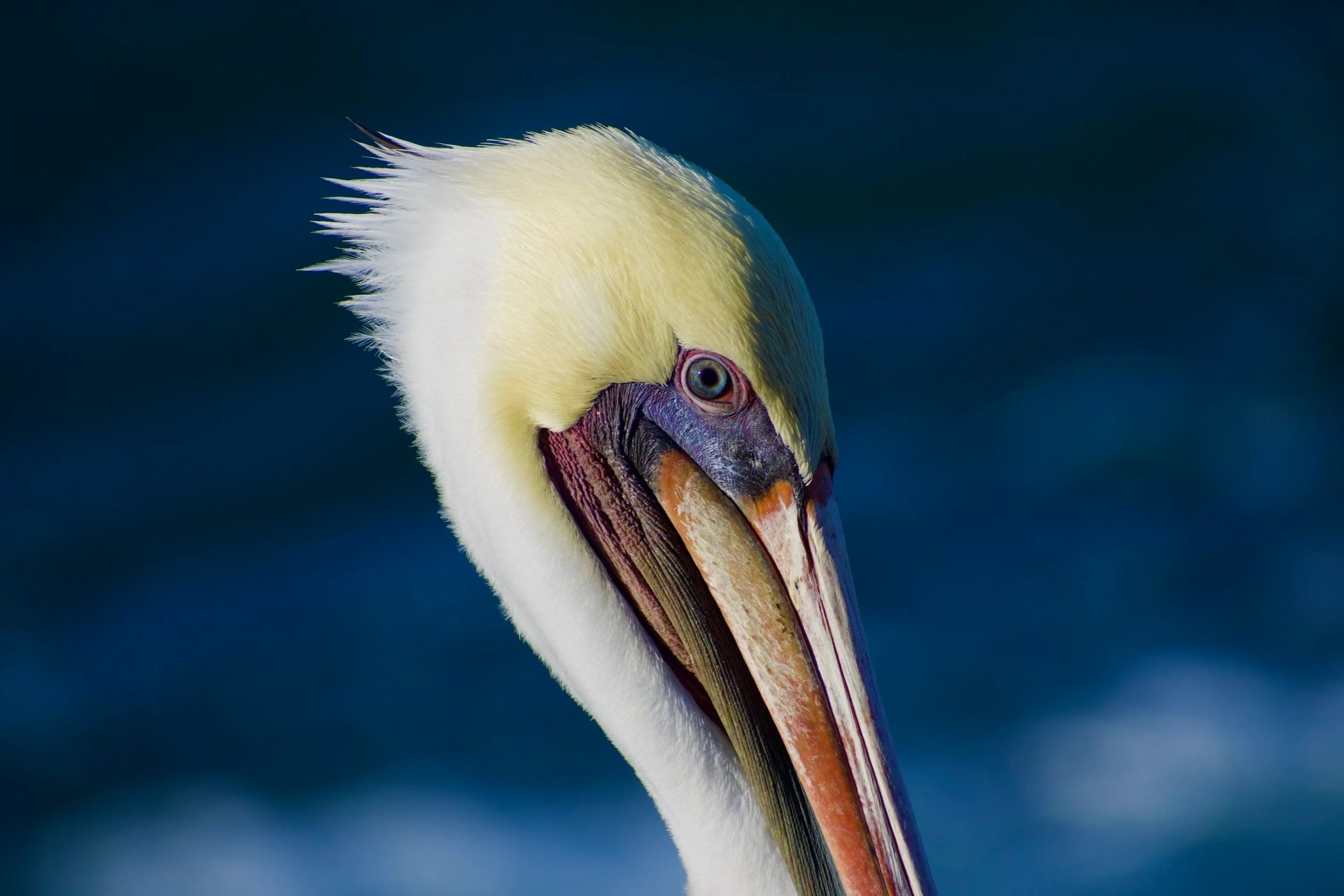 Close-up of a pelican's head showing its eye, beak, and fluffy white feathers against a dark blue background.