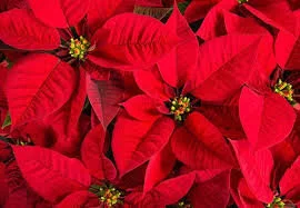 Christmas Poinsettias 2021