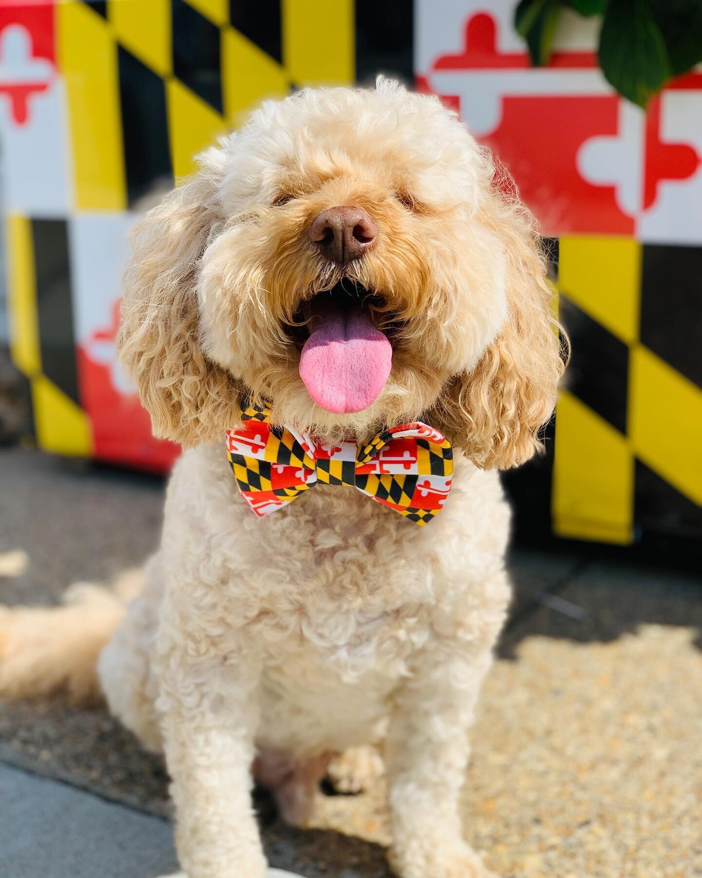 Happy Maryland Day, friends! 🥰🖤❤️💛🤍

@banjos_bows 
banjosbows.com
.
.
.
#banjosbows #banjoapproved #marylandday #marylandpride #maryland #baltimore #crabs #oldbay #chesapeake #preakness #marylandpridehon #petaccessories #petbows #dogsofbaltimore 