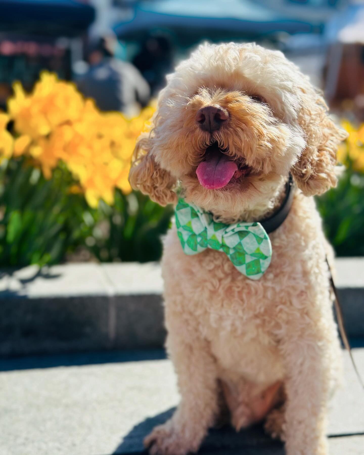 Happy National Pet Day from this little ray of sunshine! ☀️🥰💛🤩
@banjo_was_his_name_o 
@kerry_a_newsome 
.
.
.
#banjosbows #banjoapproved #nationalpetday #sunshine #companion #love #littlelove #loveyourpets