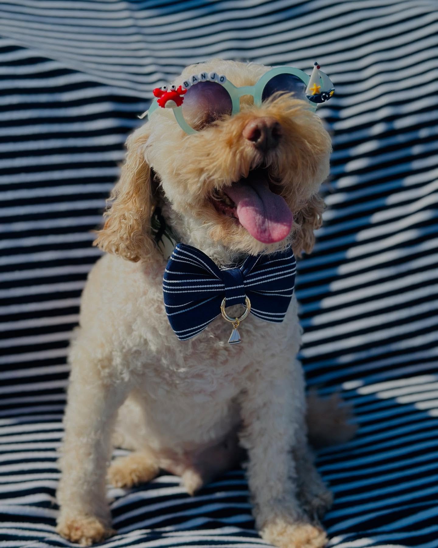 Sailing into the weekend with good vibes &amp; big smiles! 
We look forward to seeing everyone out at @borailmuseum tomorrow from 12noon-4pm to help raise funds for @barcsanimalshelter! VIP entries start from 12-1pm. 
See you there &amp; be sure to s