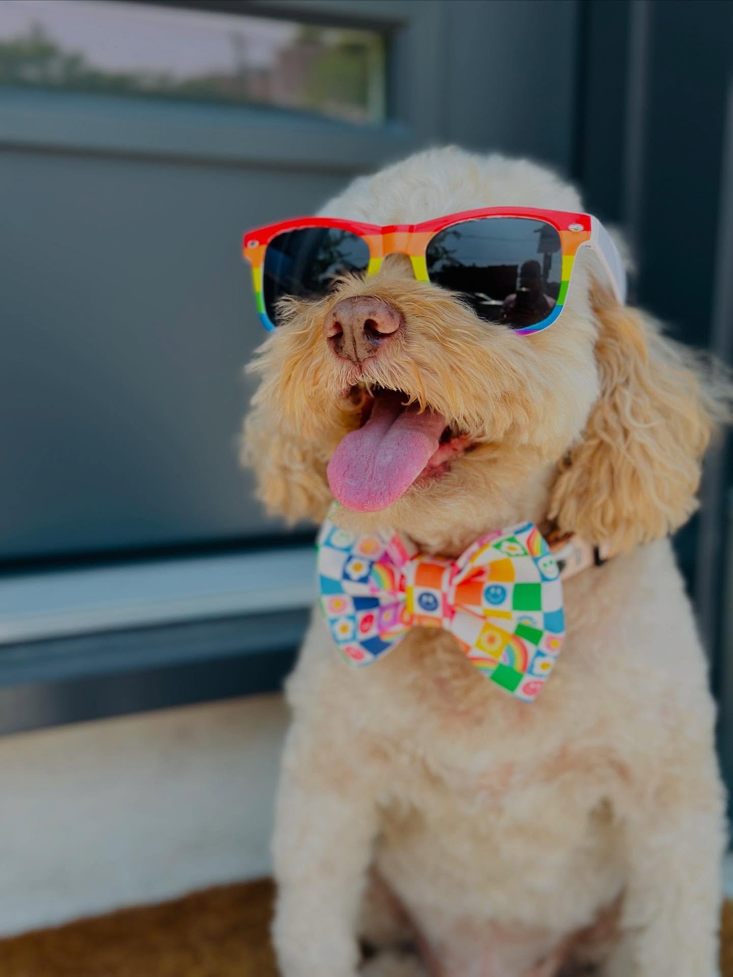 Happy Pride Month! 🩷❤️🧡💛💚🩵💙💜🖤🤍🤎Banjo&rsquo;s Bows is proud to celebrate every kind of love&mdash;two legs or four, fur or no fur all year round! 💕
Come as you are. Wear it proud. Bark it loud. Stay fabulous! 🏳️&zwj;🌈😍
@banjos_bows 
banj