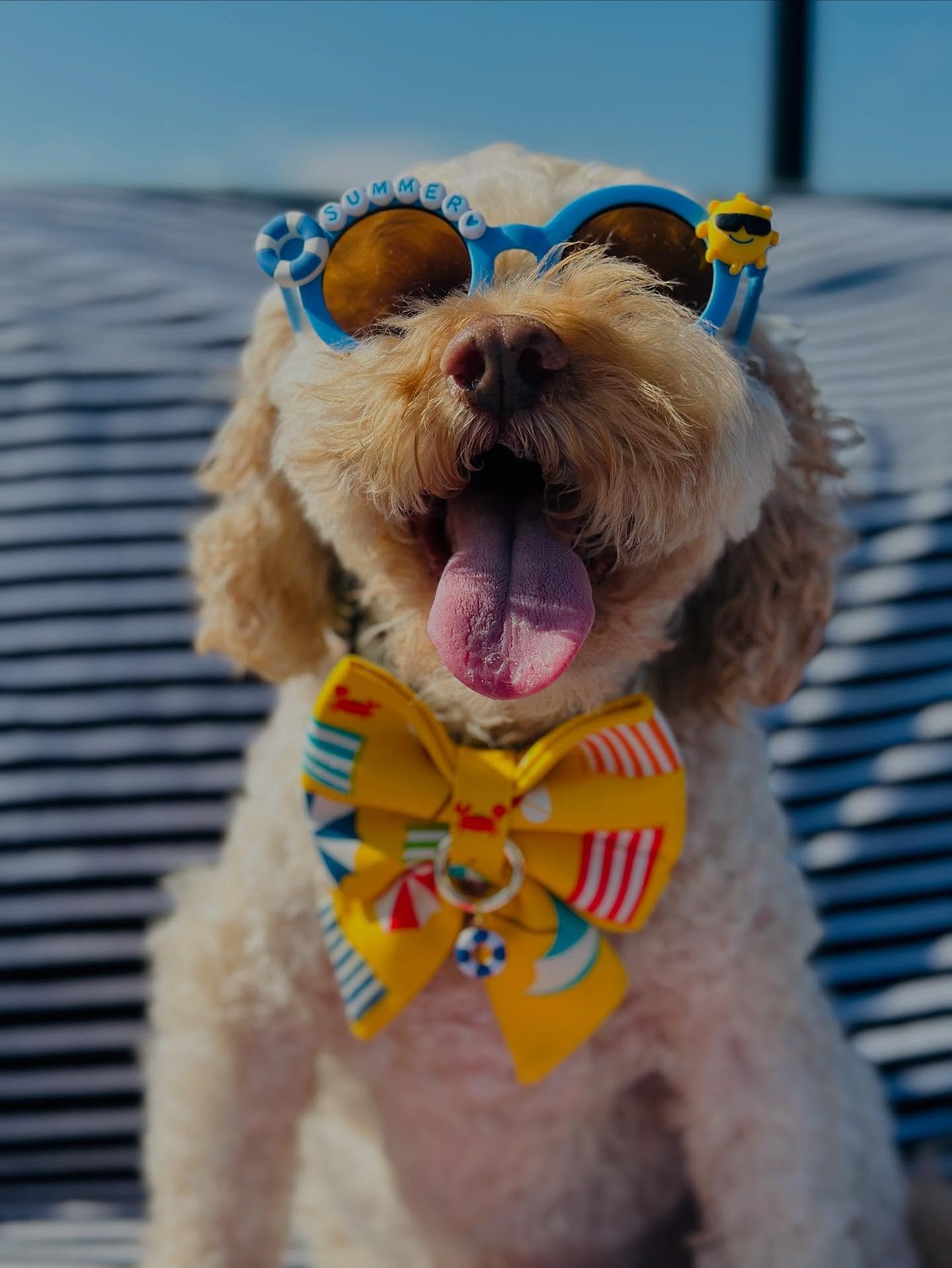 Hi Everyone, we hope you are staying cool in this hot Baltimore weather &amp; all across the United States! Banjo &amp; I are soaking up the AC as much as we can! ❄️😎 

We wanted to jump on to give you a quick update on our website &amp; future even