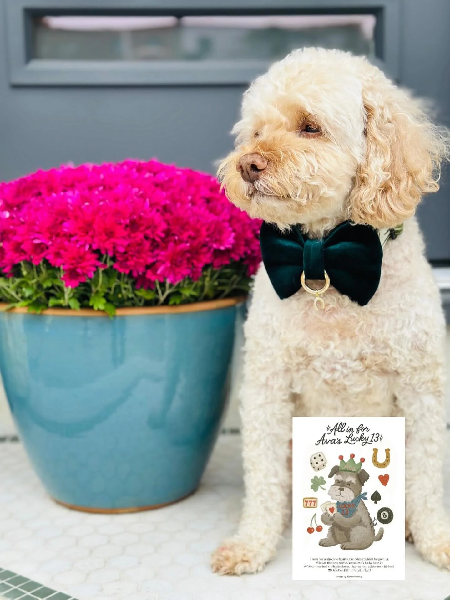 Happy 13th Birthday to our friend @avatheminischnauzer - We hope you enjoy all the lucky celebrations today! 
We love seeing everyone wearing their Banjo&rsquo;s Bows lucky charms you sent them! 🥰🩷🎂🎉
@banjos_bows 
banjosbows.com/shop
.
.
.
#banjo