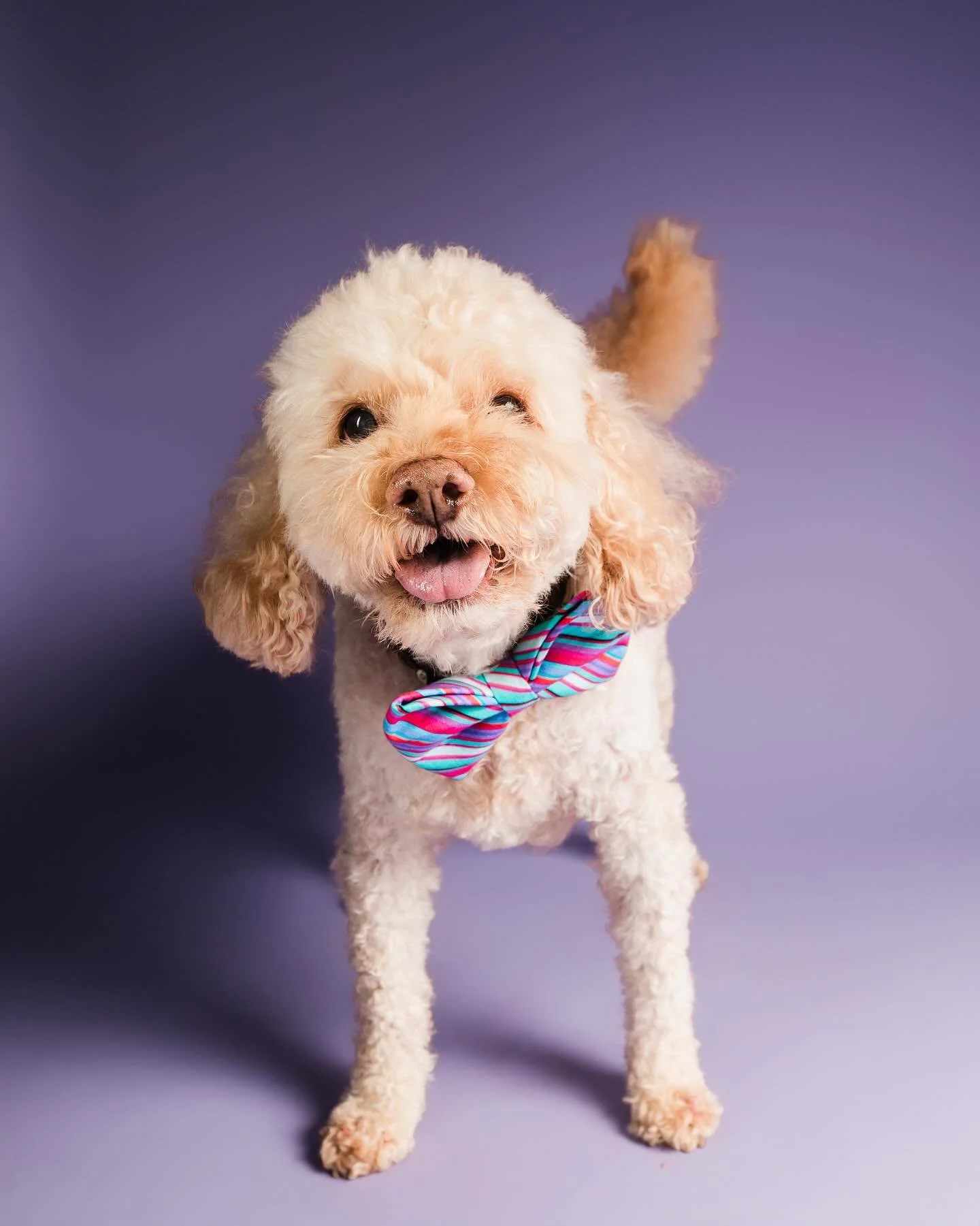 15 fabulous years of love, tail wags, smiles and bow ties 🩵🎉🎂
From growing up in the small suburbs of Sydney - Australia to living in Singapore, now Baltimore &amp; everything in between we have loved every minute &amp; adventure with our CEO. The