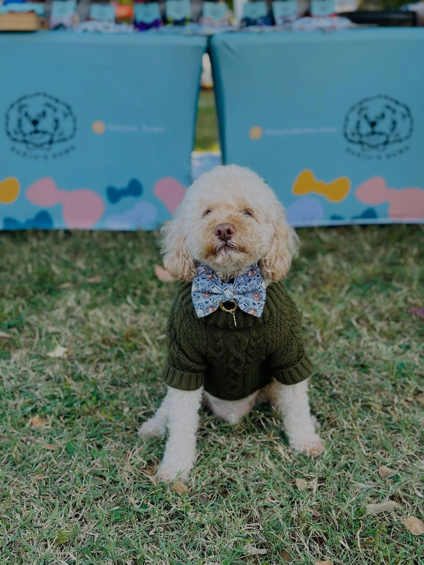 We are all set to see you at BARCSTOBERFEST! Helping to raise funds for our friends @barcsanimalshelter
Come by &amp; say G&rsquo;Day! 
The CEO is here ready to see you too! 🥰🧡
@banjos_bows 
banjosbows.com/shop 
.
.
.
Banjo&rsquo;s Sweater - @thefo