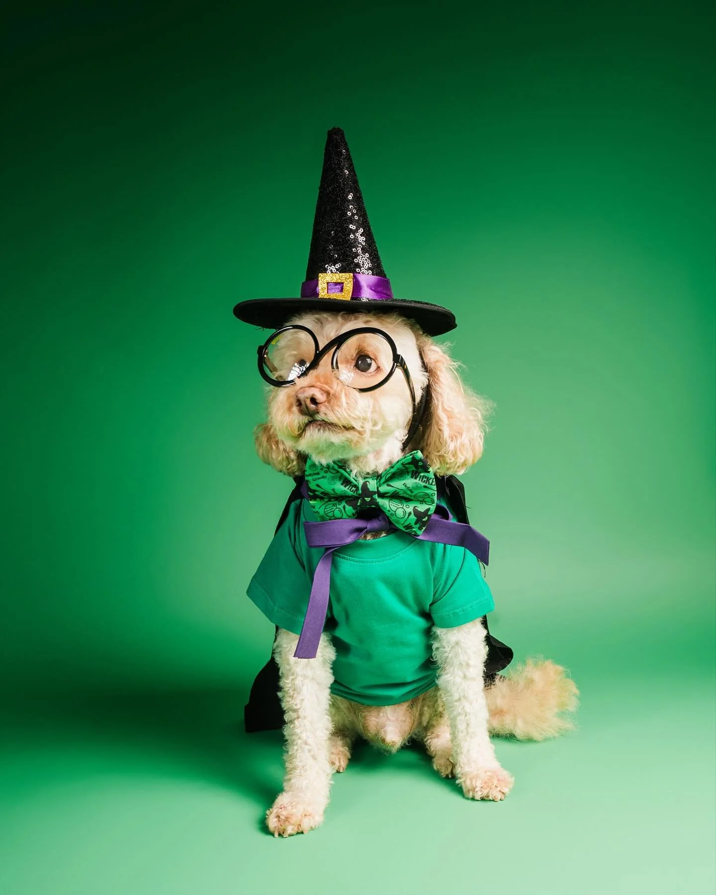 No one mourns the wicked &mdash; especially when he&rsquo;s this cute &amp; defying gravity 💚✨
Banjo starring as Elphaba, with a bow fit for Broadway.
And he is feeling Wickedly fabulous &amp; ready to witch you a Happy Howl-O-Ween! 🧙🖤💚🩷

Thank 