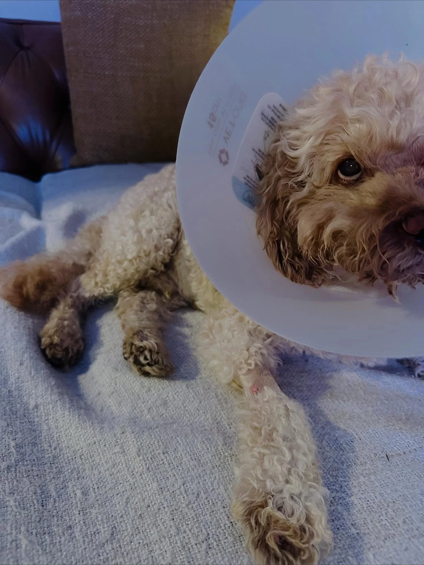 Banjo is recovering from surgery, the left side of his face is improving each day and our hearts are so full. 🥰💐💛
Your messages, kindness, and support &mdash; from near &amp; far &mdash; have lifted our little CEO (and us) through every step &amp;