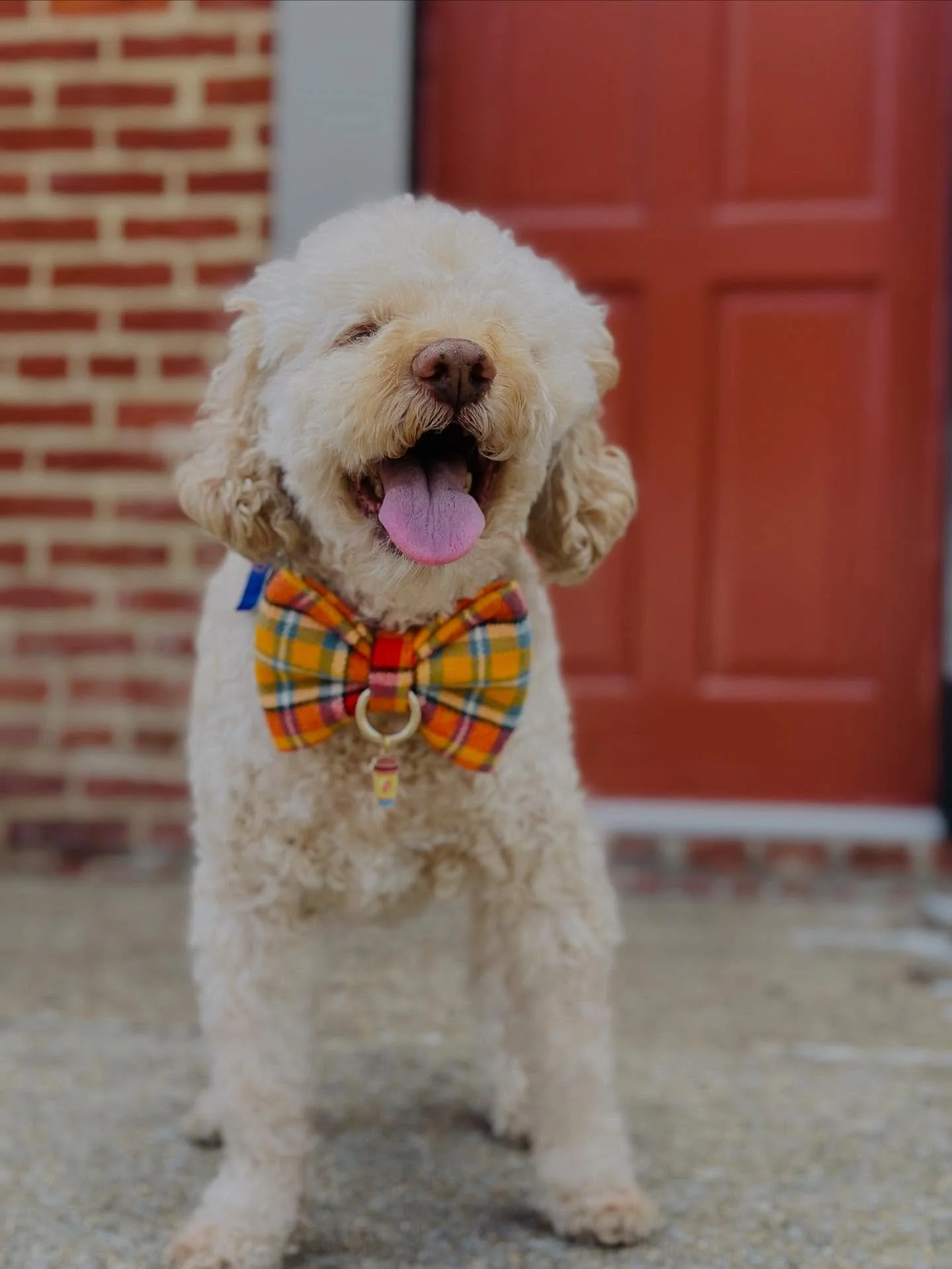 Happy Thanksgiving from our little CEO 🧡
Banjo (and his bows) are extra thankful for you today &mdash; for every order, message, and every bit of love sent our way for his recovery. 
Wishing you a day full of snuggles, good food, and wagging tails. 