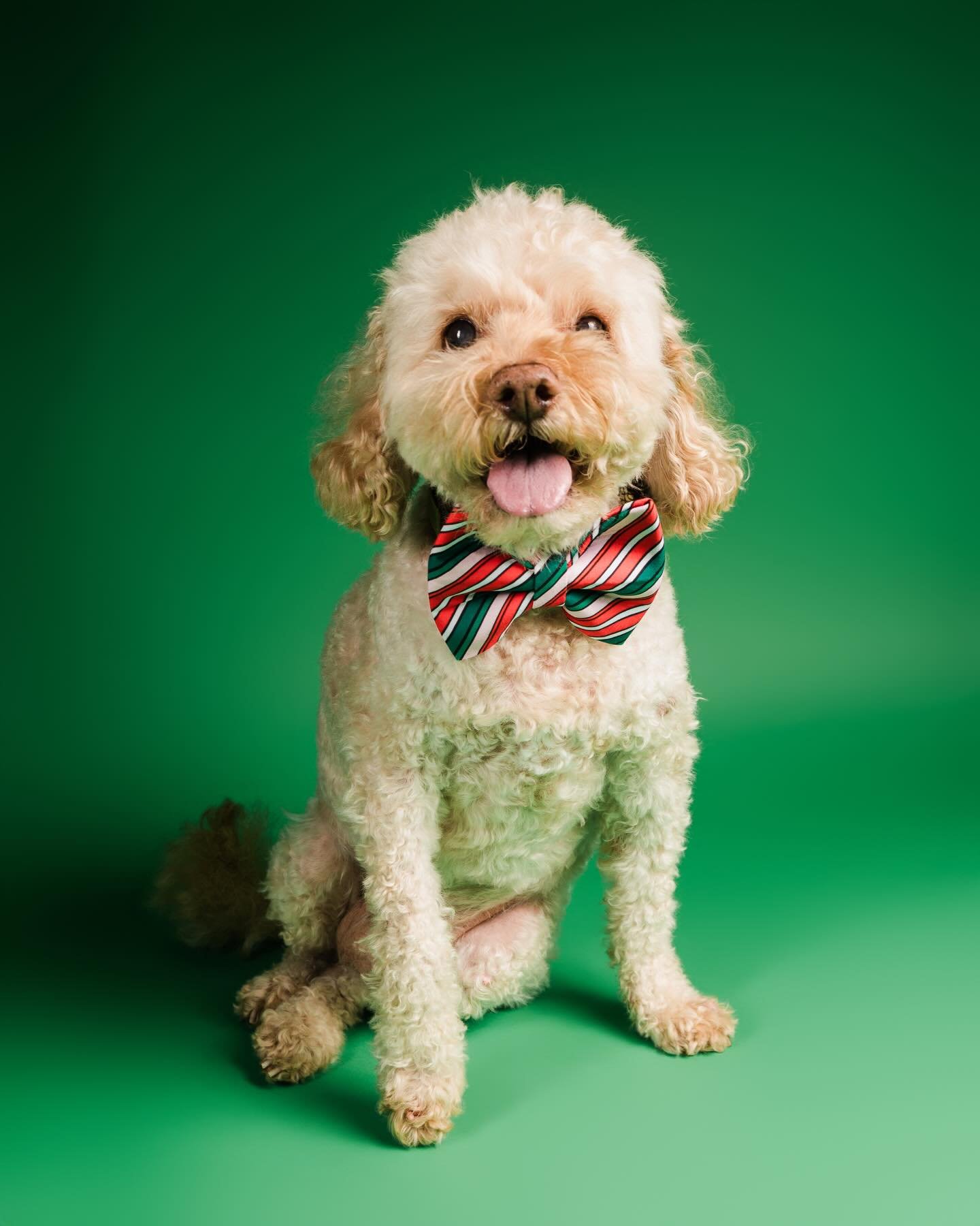 From our hearts (and paws) to yours &mdash; wishing you a joyful Christmas and a tail-wagging New Year. 
Thank you for supporting our little brand this year. 
See you next year! 🥰🎅🏻❤️💚🐶 🎄🐾
With love Kerry &amp; Banjo 
@banjos_bows 
banjosbows.