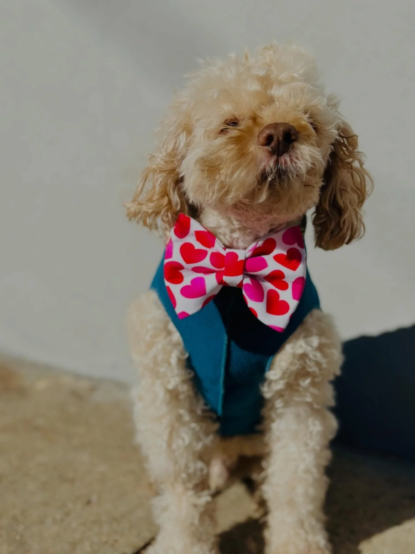 Snowflakes outside, heart-eyes inside 💘❄️
Our Valentine&rsquo;s bows are bringing the love&mdash;no matter the forecast.
Perfect for chilly walks &amp; warm cuddles 🤍
Stay warm &amp; stay safe 
Love Banjo &amp; Kerry 🩵
@banjos_bows 
banjosbows.com