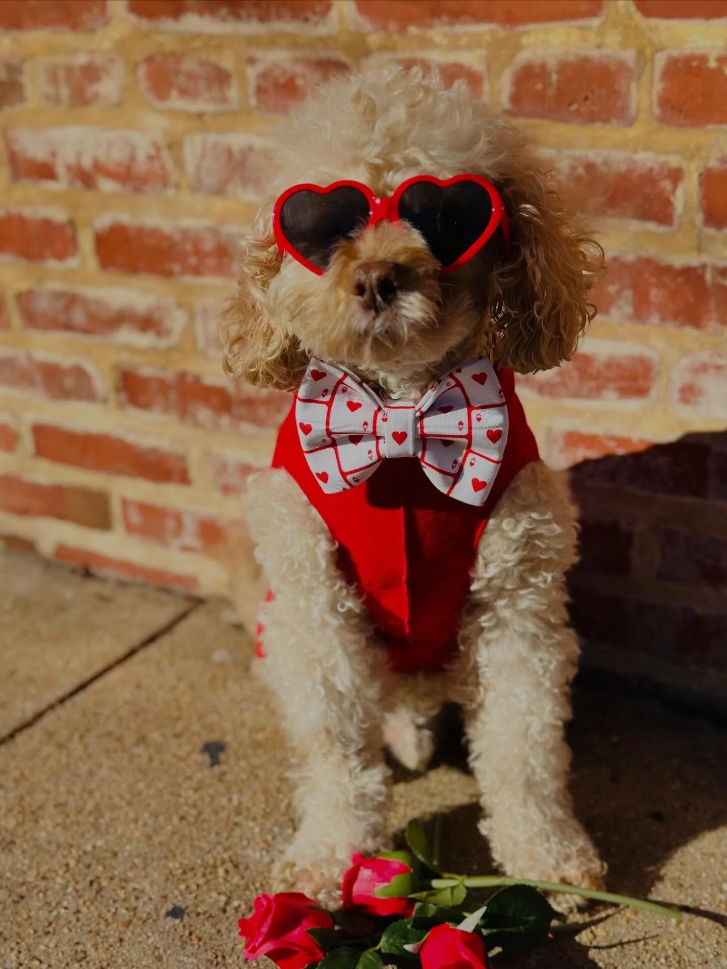&ldquo;Ladies, please&hellip; one at a time 😍❤️&rdquo;

Wishing you a Happy Valentine&rsquo;s Day from your favorite little heartbreaker 💘🐶&rdquo;
@banjos_bows 
banjosbows.com/shop
.
.
.
#banjosbows #banjoapproved #galentines #valentines #dogbows