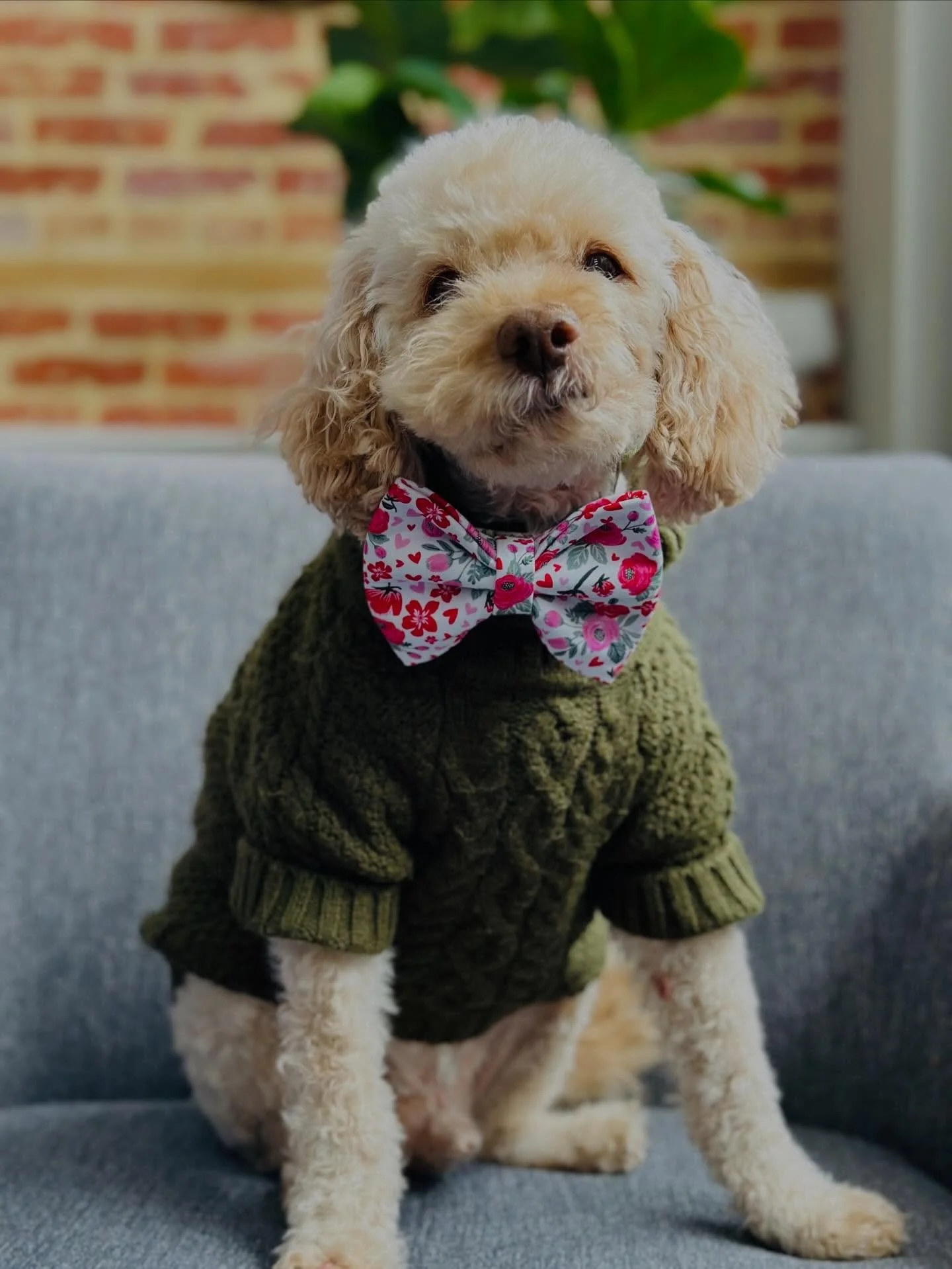 Thank you to our wonderful friends @furberrybyjaidah located @mollys_baltimorepeninsula for our fresh cut! 
They are the best in the business at taking care of our loved 🐶 ones - both at Grooming &amp; Day Care! We have some of our bows available fo