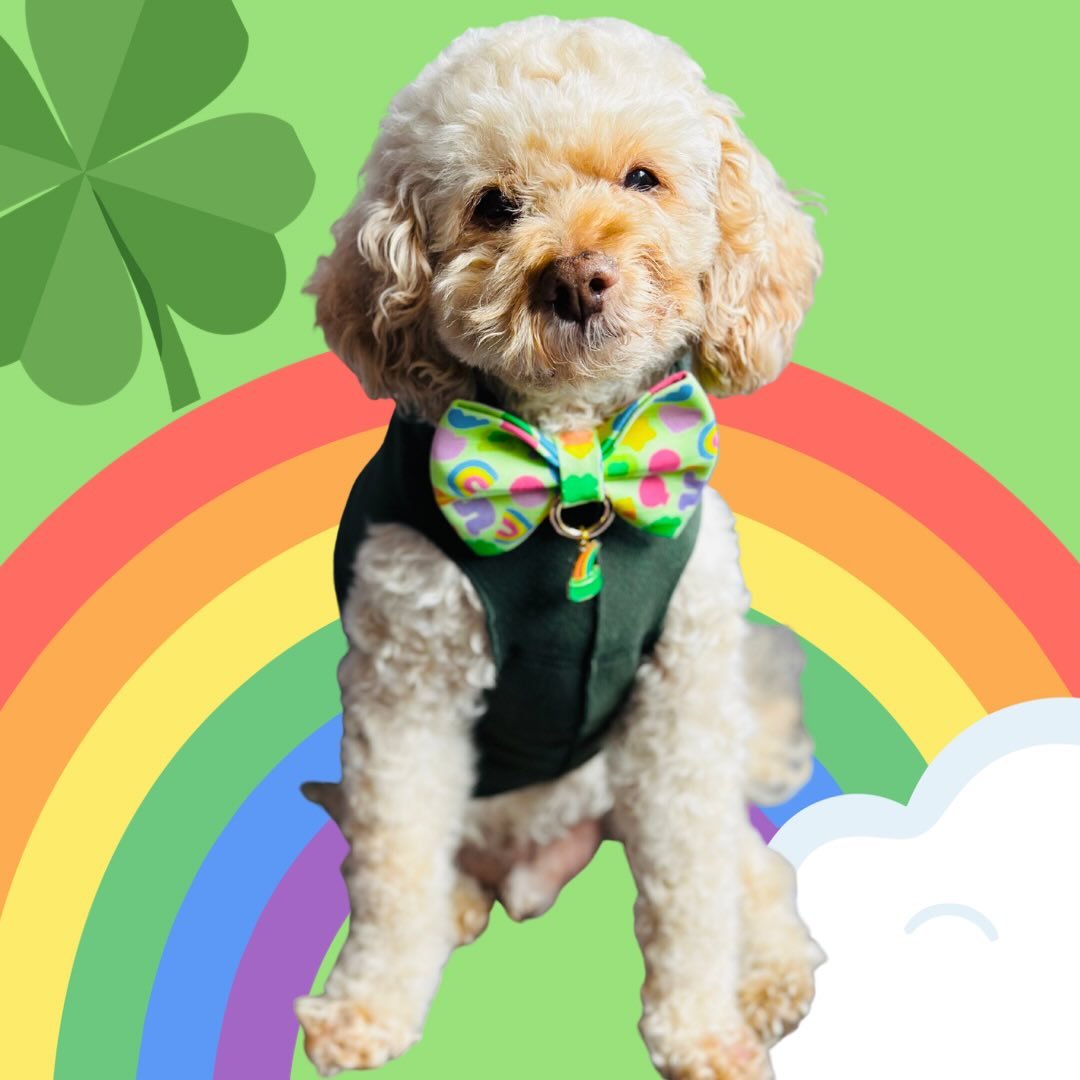 Who needs a four-leaf clover when you have your Lucky Charm? 😍🍀

Wishing all our Banjo&rsquo;s Bows pups a very lucky 
St. Patrick&rsquo;s Day!🎉🍺 

May your pockets be full, your pups be stylish and luck be on your side. 🌈

Be sure to tag us in 