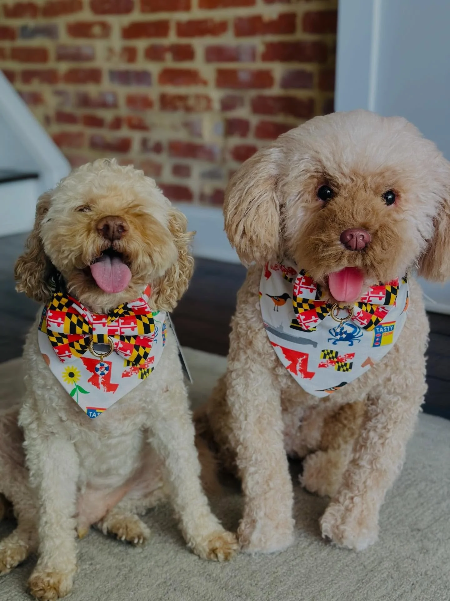 Happy Maryland Day ❤️🖤💛🤍 
From Banjo &amp; his doppelg&auml;nger from @cuddleclones 
You can shop our Maryland Flag Bows &amp; Maryland Banjodanas in our Maryland Collection 🥰
@banjos_bows 
banjosbows.com/shop/maryland-collection
.
.
.
#banjosbow