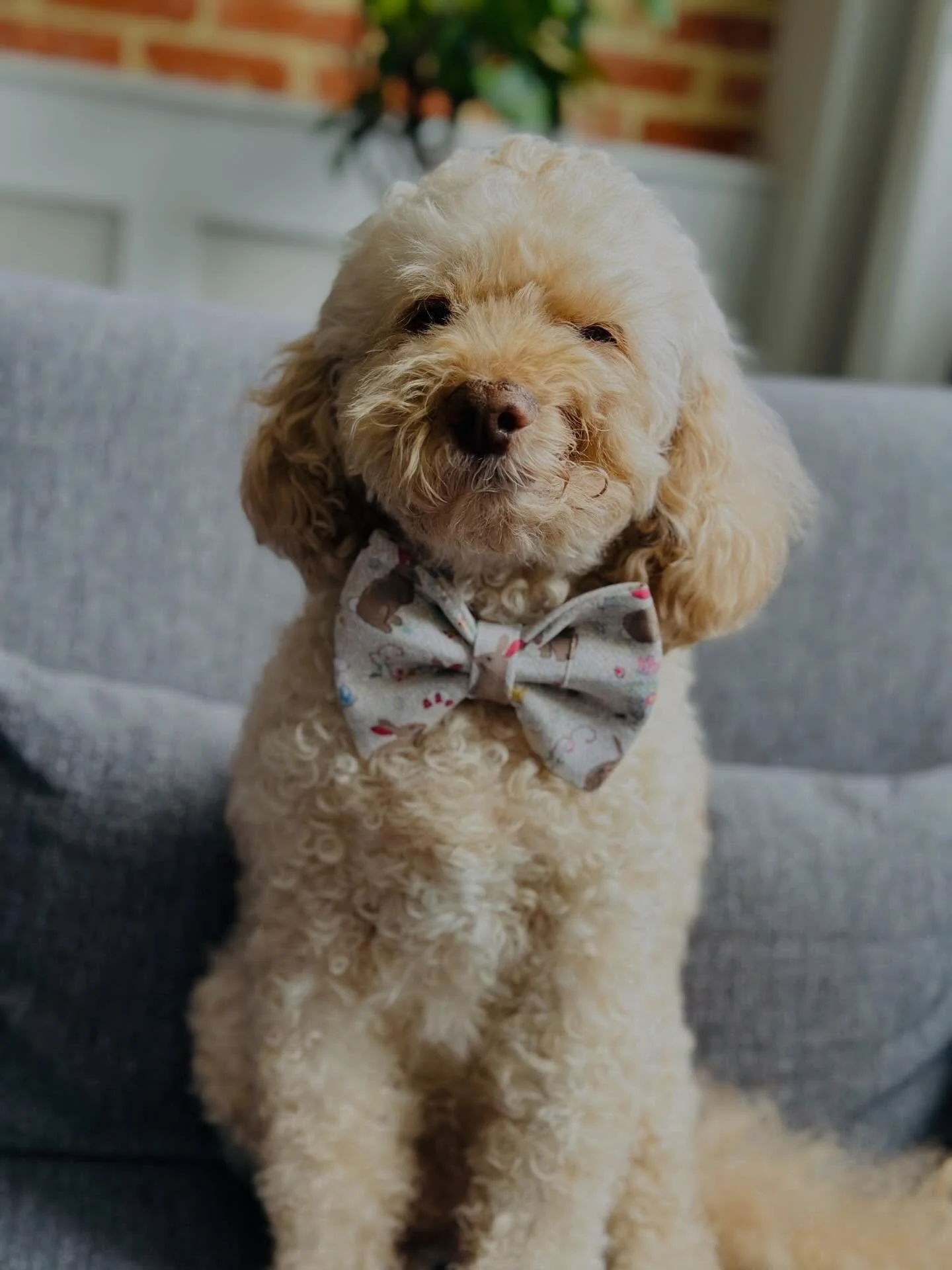 Easter Weekend - love from our little bunny 🐰🤎
@banjos_bows 
banjosbows.com/shop
.
.
.
#banjosbows #banjoapproved #littlebunny #weloveyou
#easterweekend