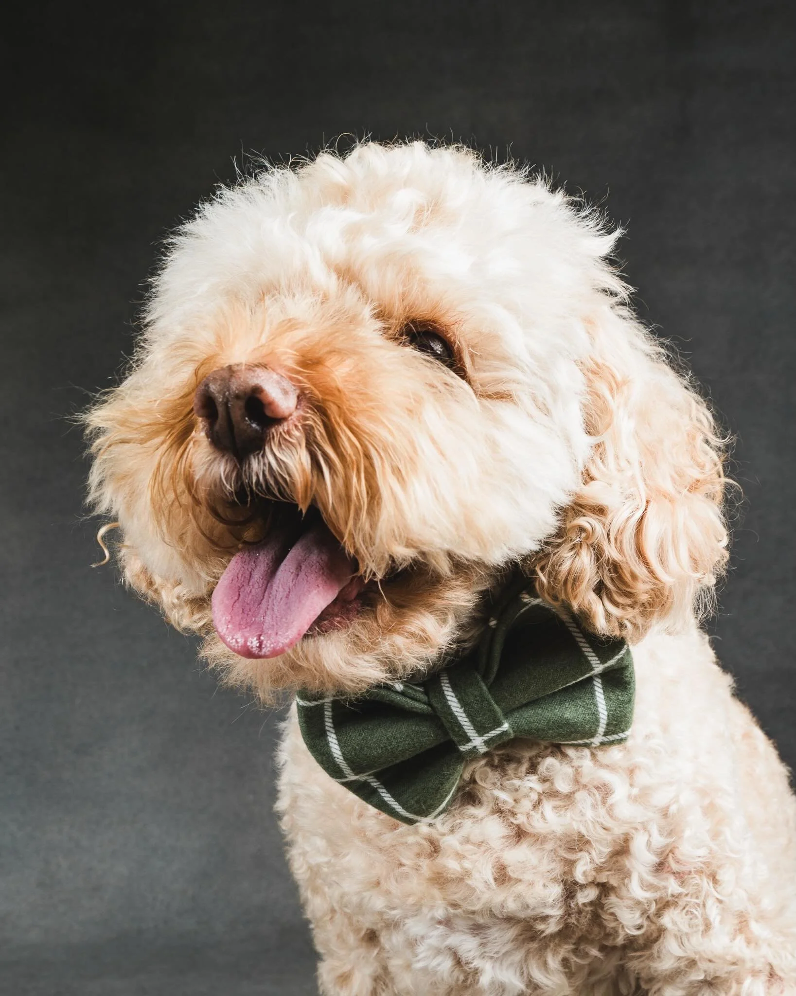 One month without our CEO, but his legacy is everywhere 🪕🥹🌈🪽🤍🐾

It&rsquo;s been 30 days since we said goodbye to our sweet Banjo &mdash; the heart and soul behind Banjo&rsquo;s Bows.

What started with one very special boy grew into a community