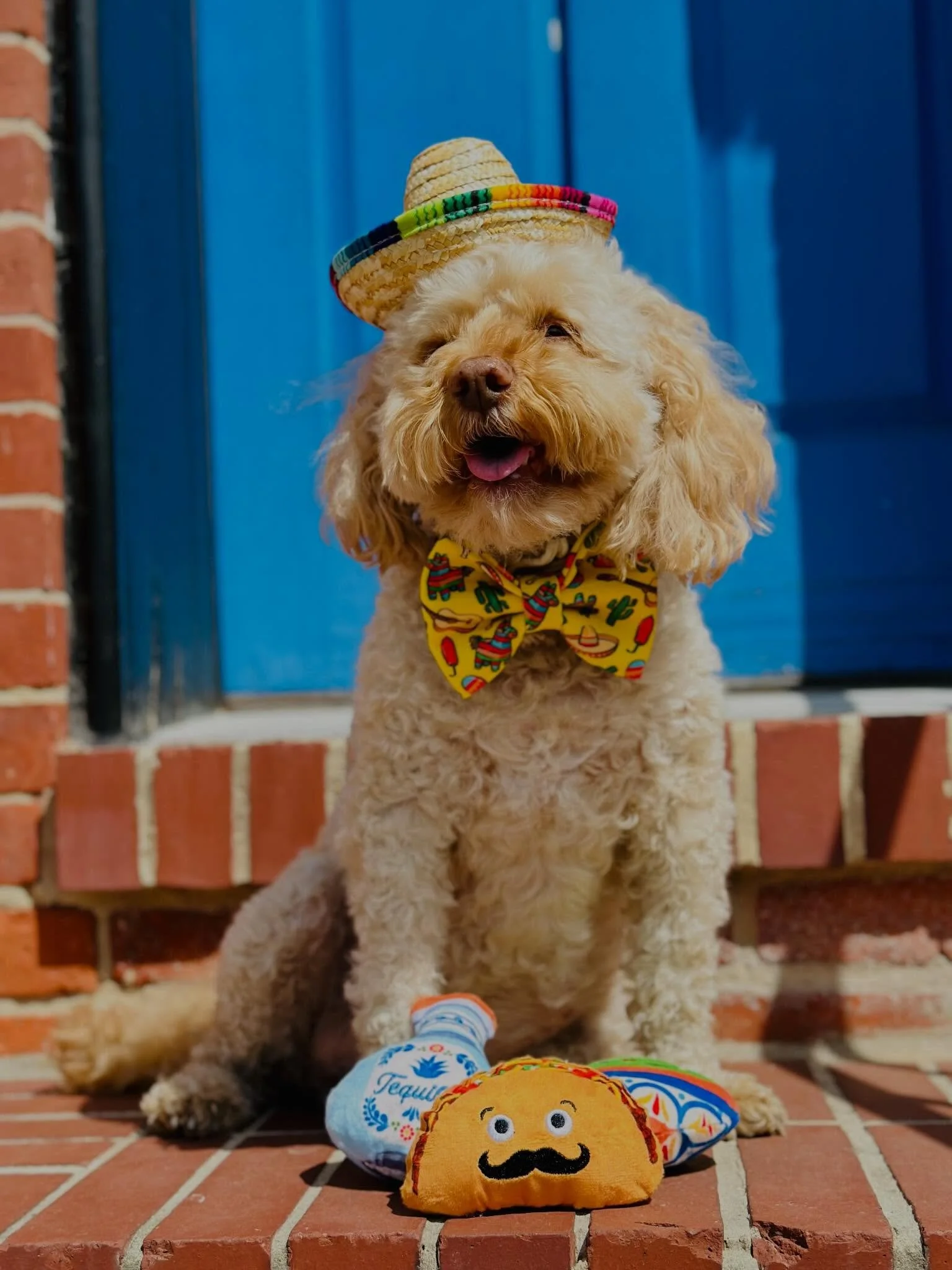 Celebrating today the Banjo way - TBT 2023 🐾🌮
Full of color, joy, and a little extra style 💃✨
Keeping the fiesta going in his honor 💙
 &ldquo;Feliz Cinco de Mayo&rdquo;
@banjos_bows 
banjosbows.com/shop
#BanjosBows #CincoDeMayo #ForeverBanjo