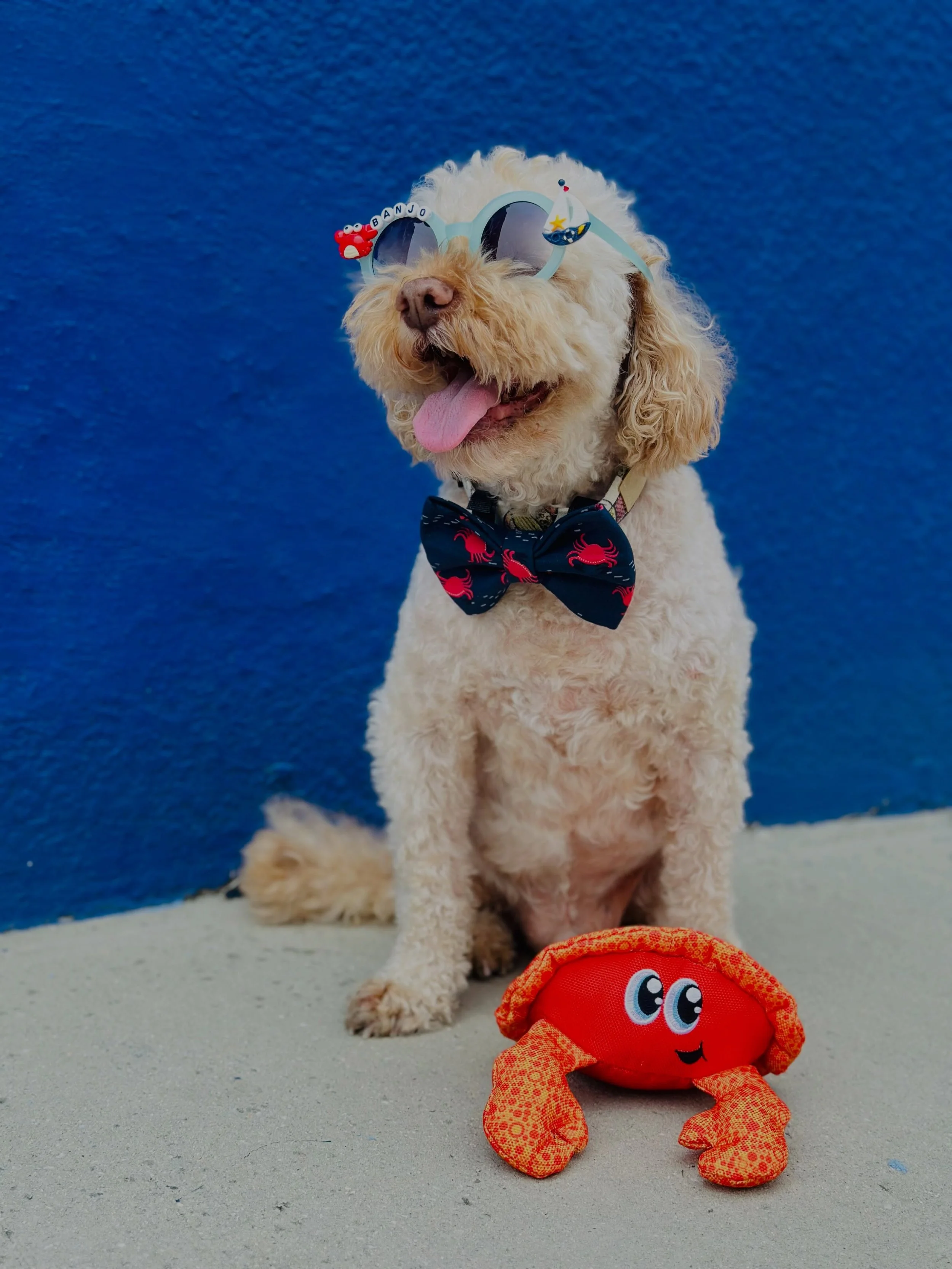 Happy National Dog Day! 🎉🐾🩵

Today we celebrate the dogs who fill our lives with unconditional love, endless laughs, muddy paw prints, and the very best memories. 🐶

This National Dog Day feels a little different for us without our sweet Banjo by
