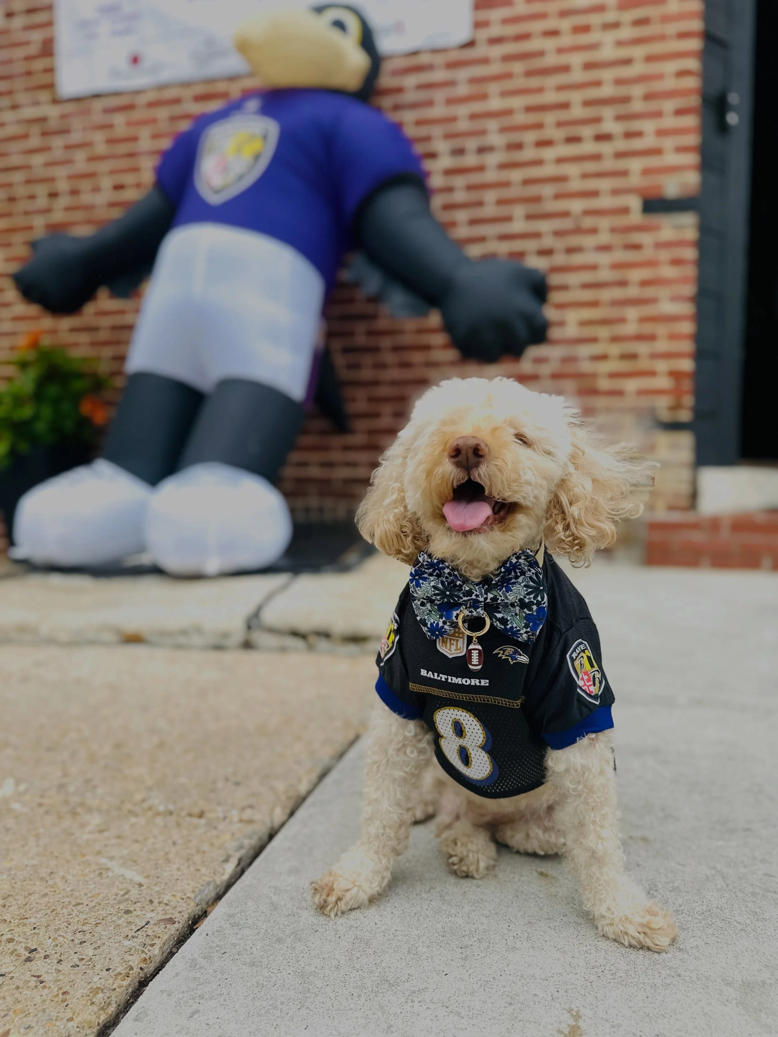 🏈 And just like that&hellip; football season is BACK!

Good luck to all the teams kicking off another season &mdash; may your passes be caught, your flags be few &amp; your wins be plenty! 🙌🏆

Let the Sunday Funday chaos begin! 😂🏈🐾

Good luck t