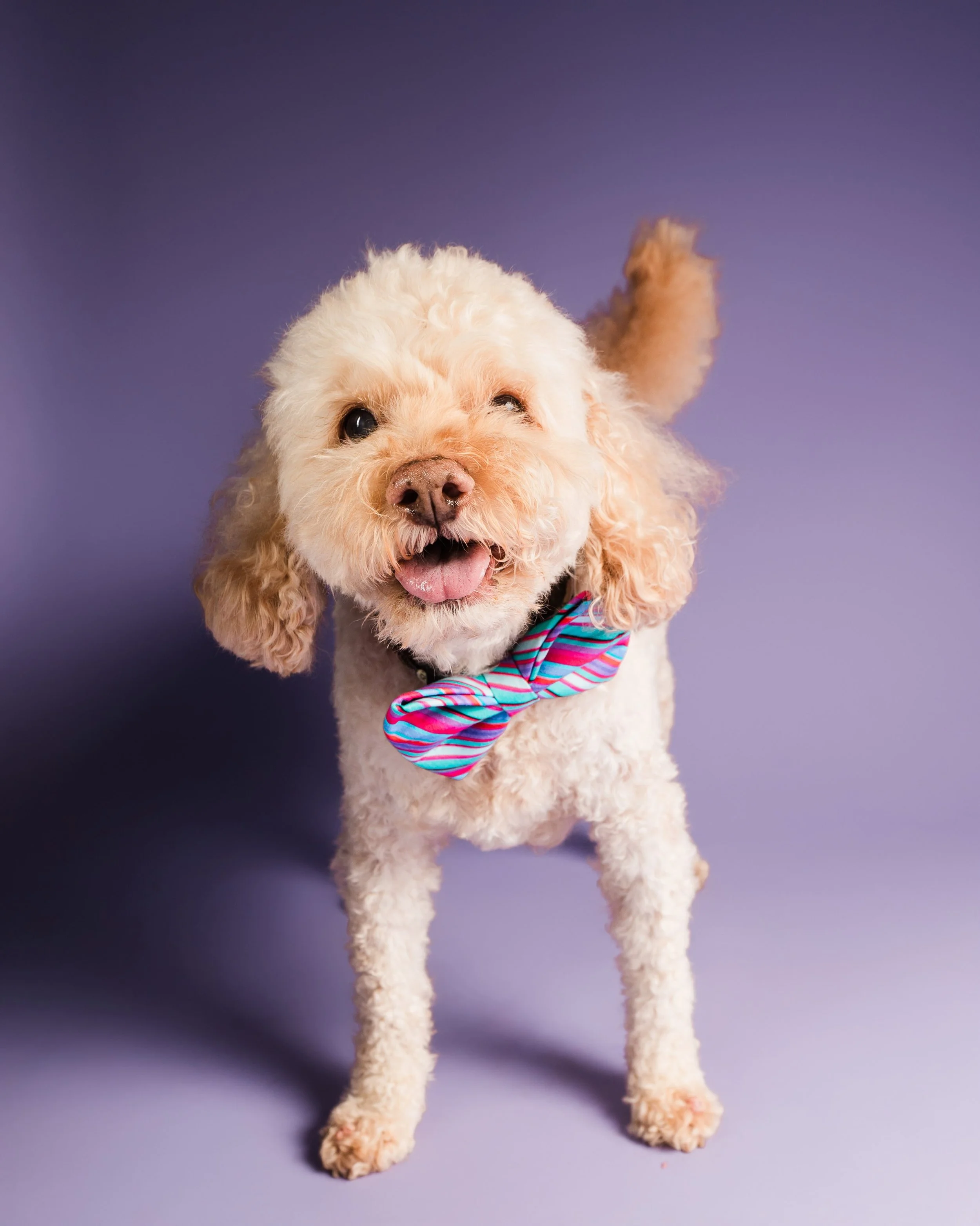 🎂🐾 A Sweet 16 for Our Forever Boy 🌈🩵

Saturday, October 17, would have been Banjo&rsquo;s 16th birthday. And while our sweet boy isn&rsquo;t here to celebrate with us, his little legacy continues through every bow we make. 🎀

So, in honor of the