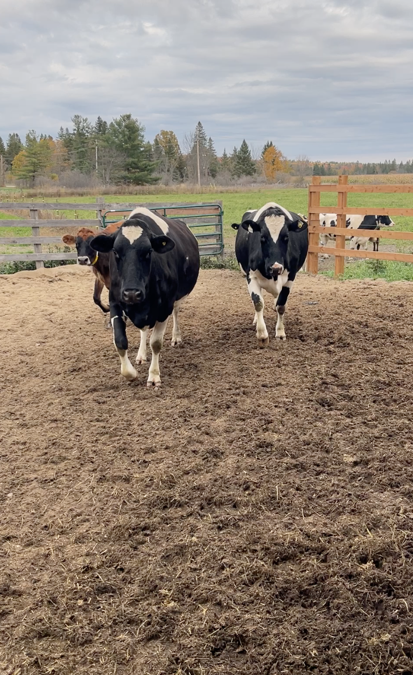 Screen Shot 2024-02-17 at 8.21.43 AM.png