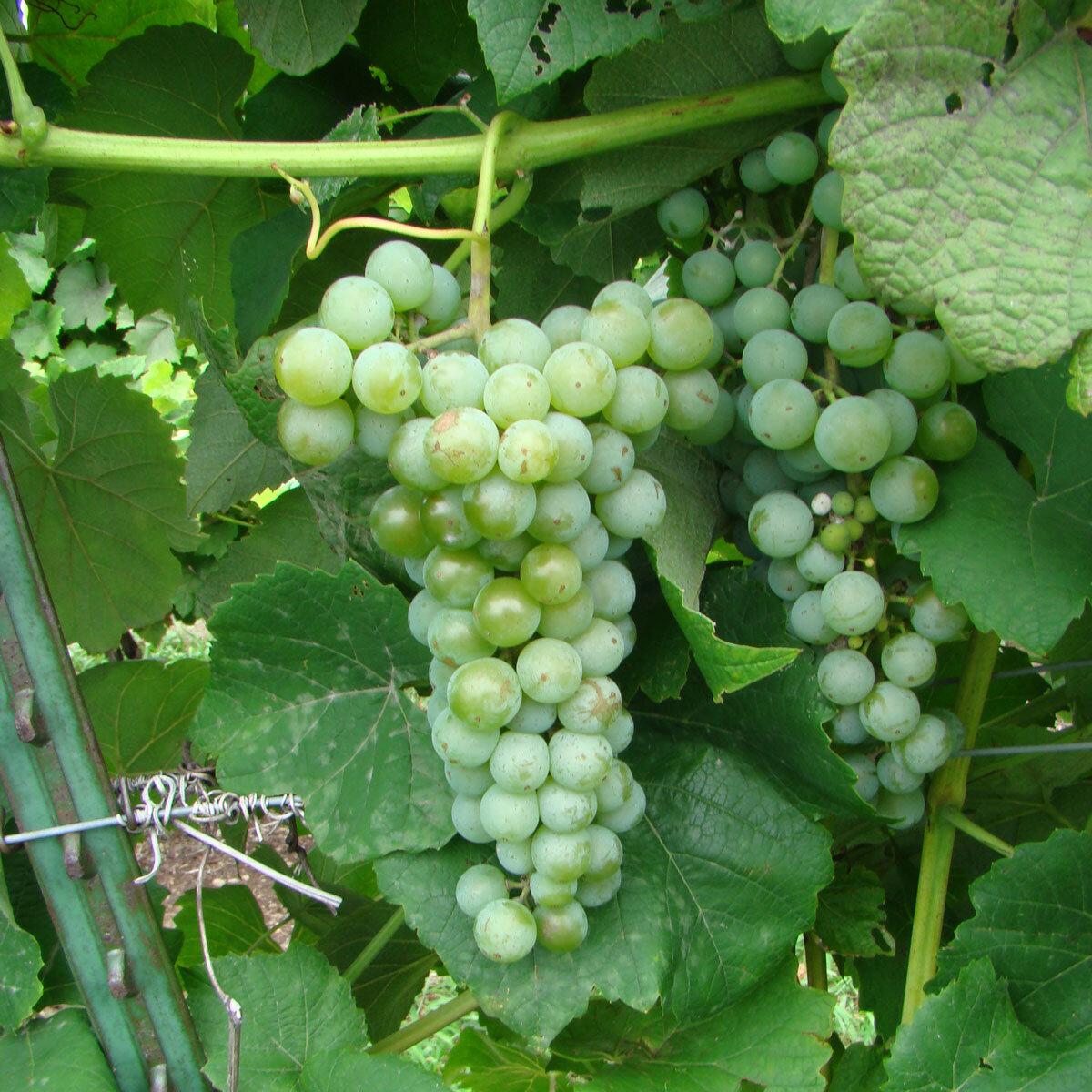 double-a-vineyards-cayugawhite2-grapevines.jpg