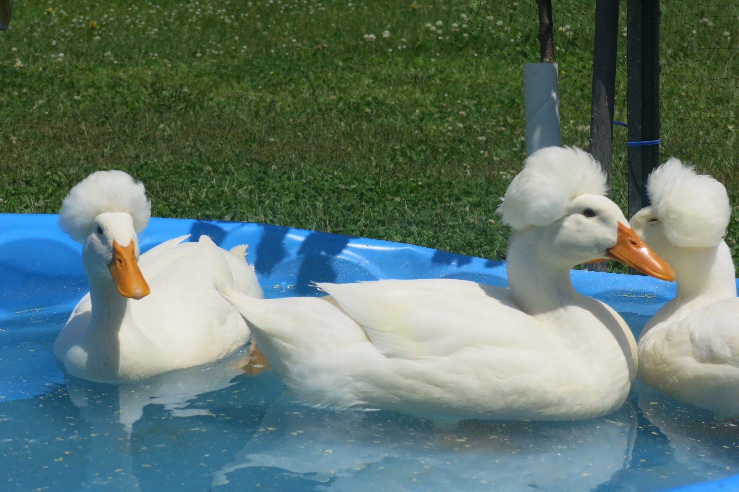 ducks1.jpeg