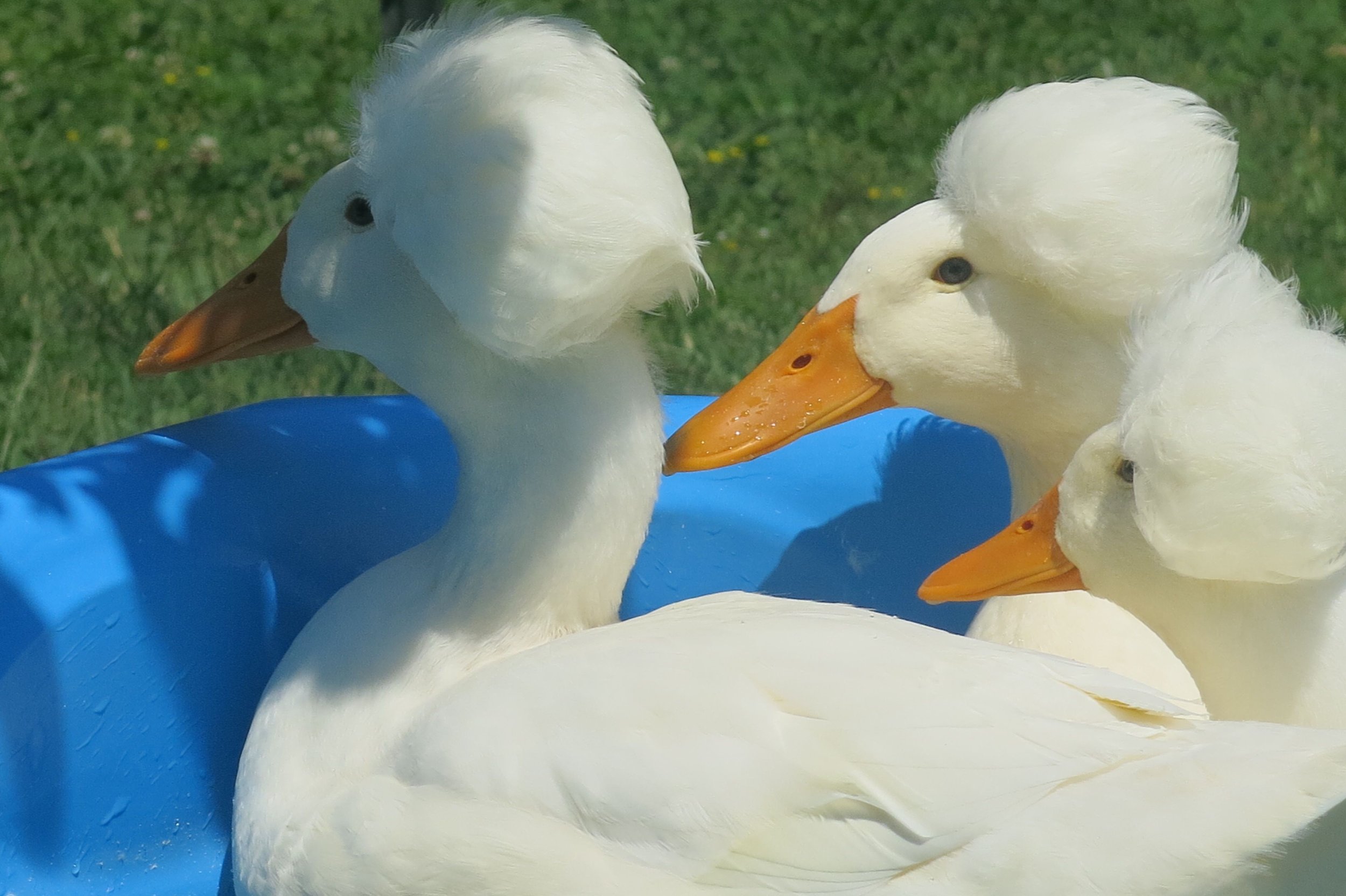 ducks 20.jpeg