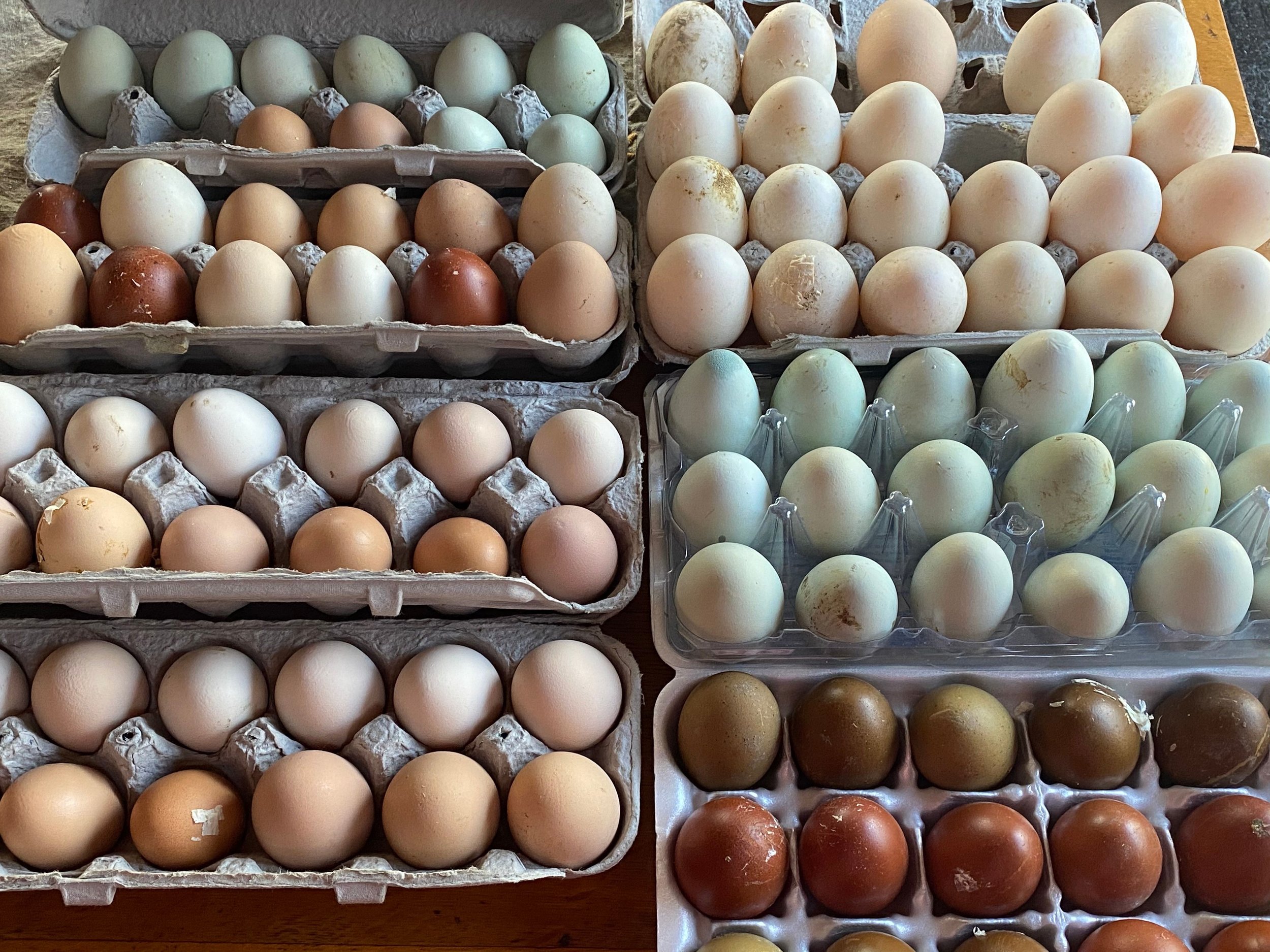 crazy eggg.jpeg