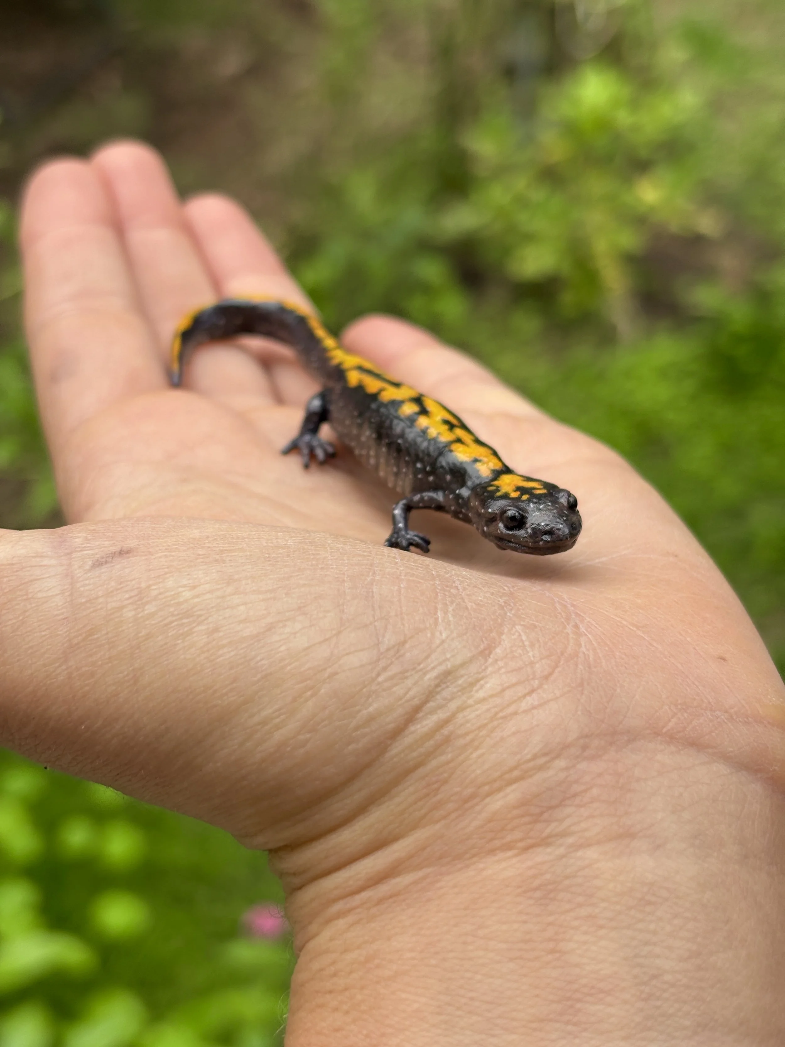 Santa Cruz Long-Toed Salamander, 2025, Blender