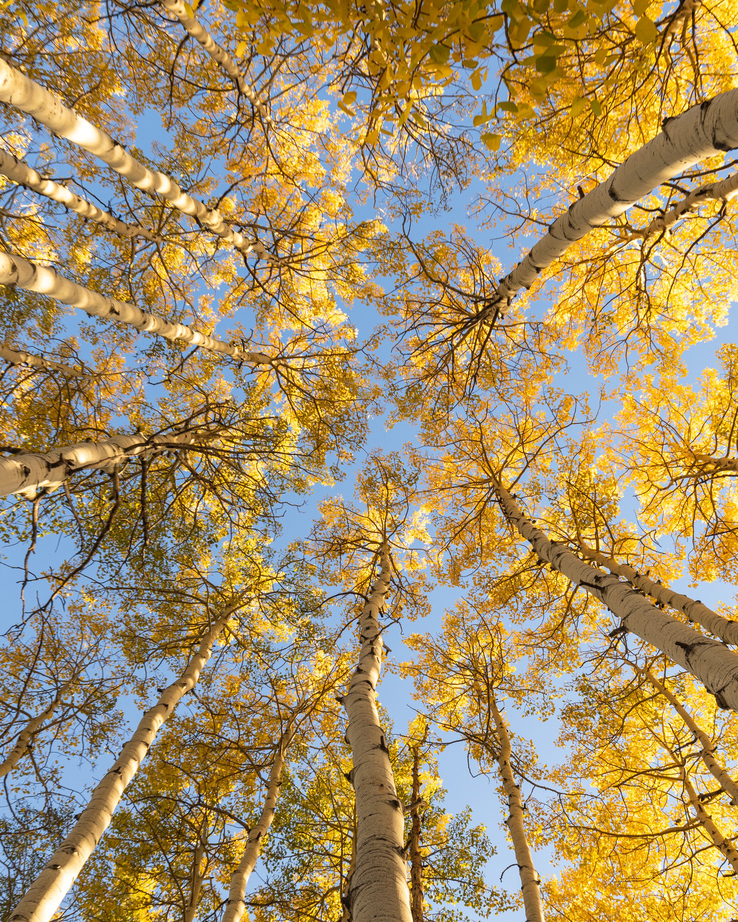aspen- trees-colorado-fall-zach-plank.jpg