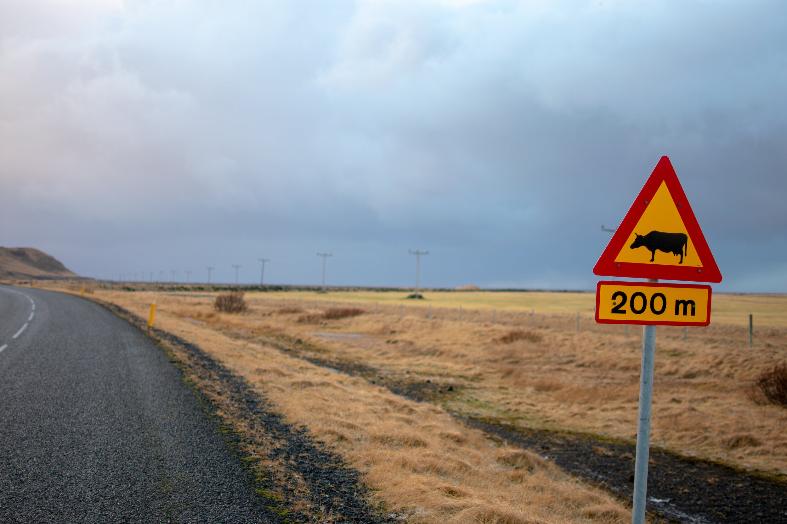 Cow Crossing.jpg