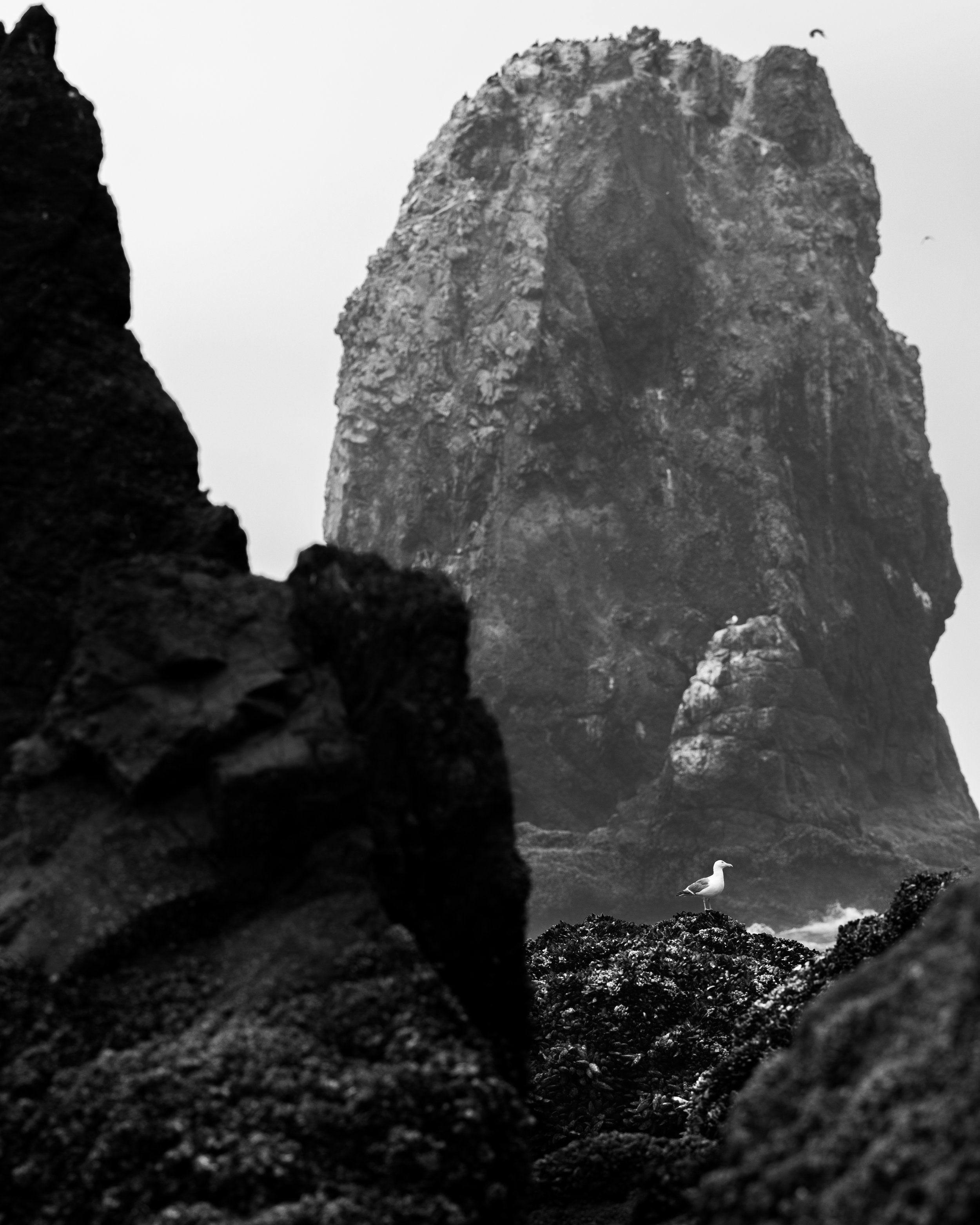 seagull-oregon-coast-zach-plank.jpg