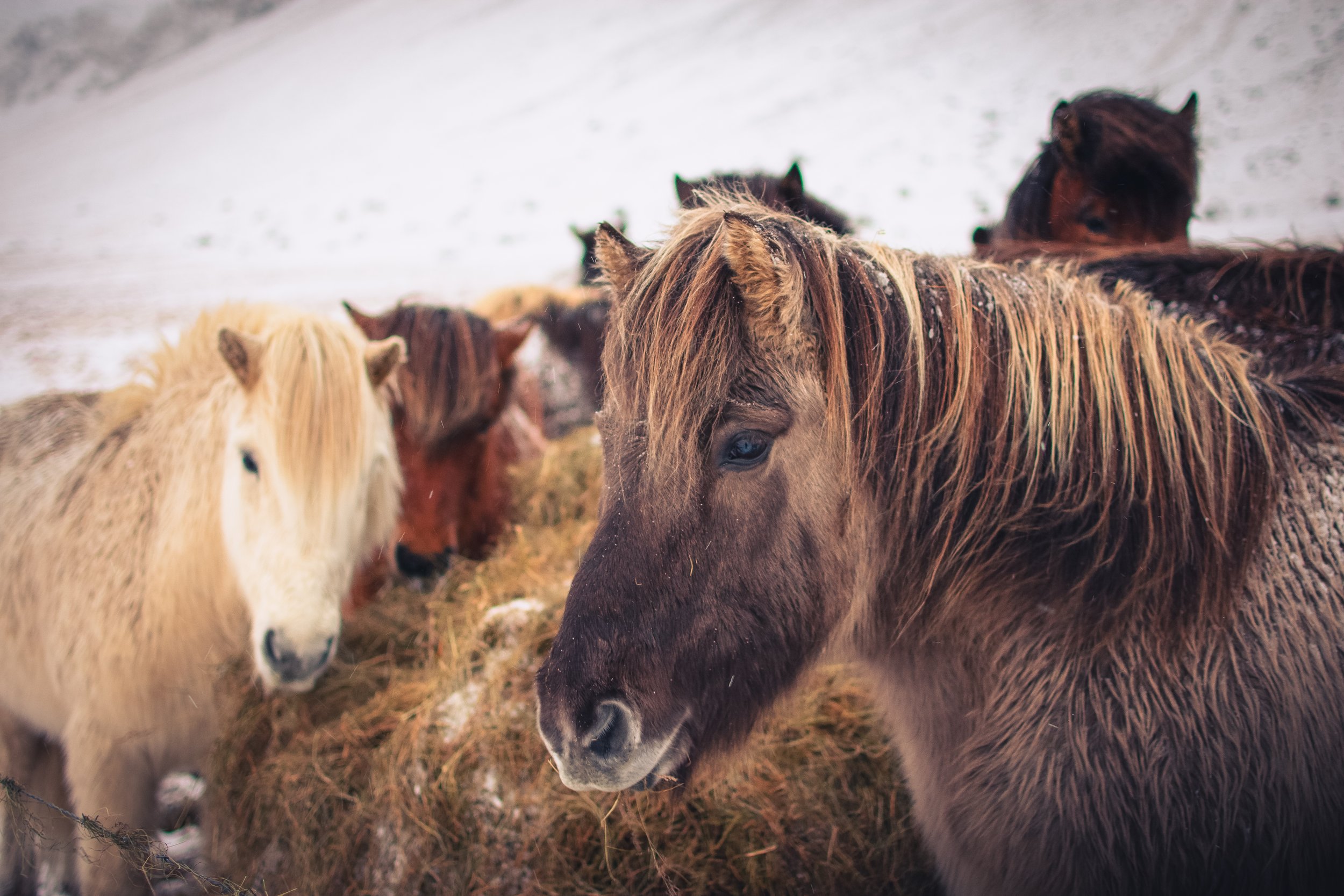 horses-iceland-snow-zach-plank.jpg