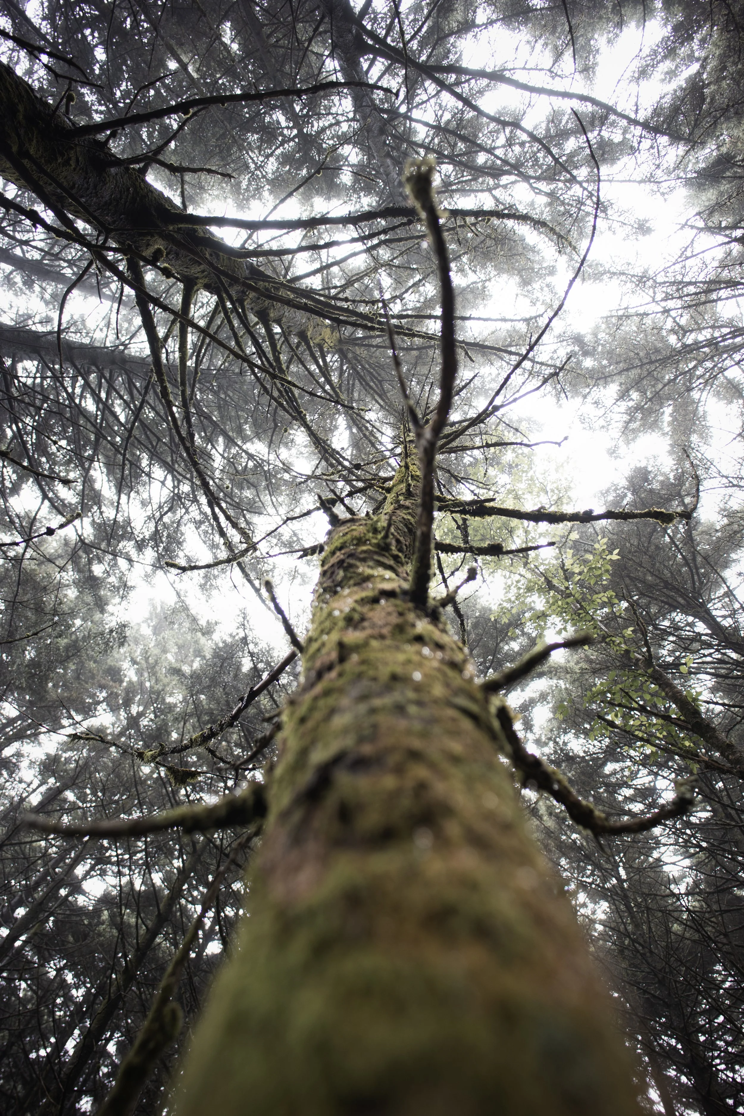 foggy-morning-mount rogers-virginia-zach-plank.jpg