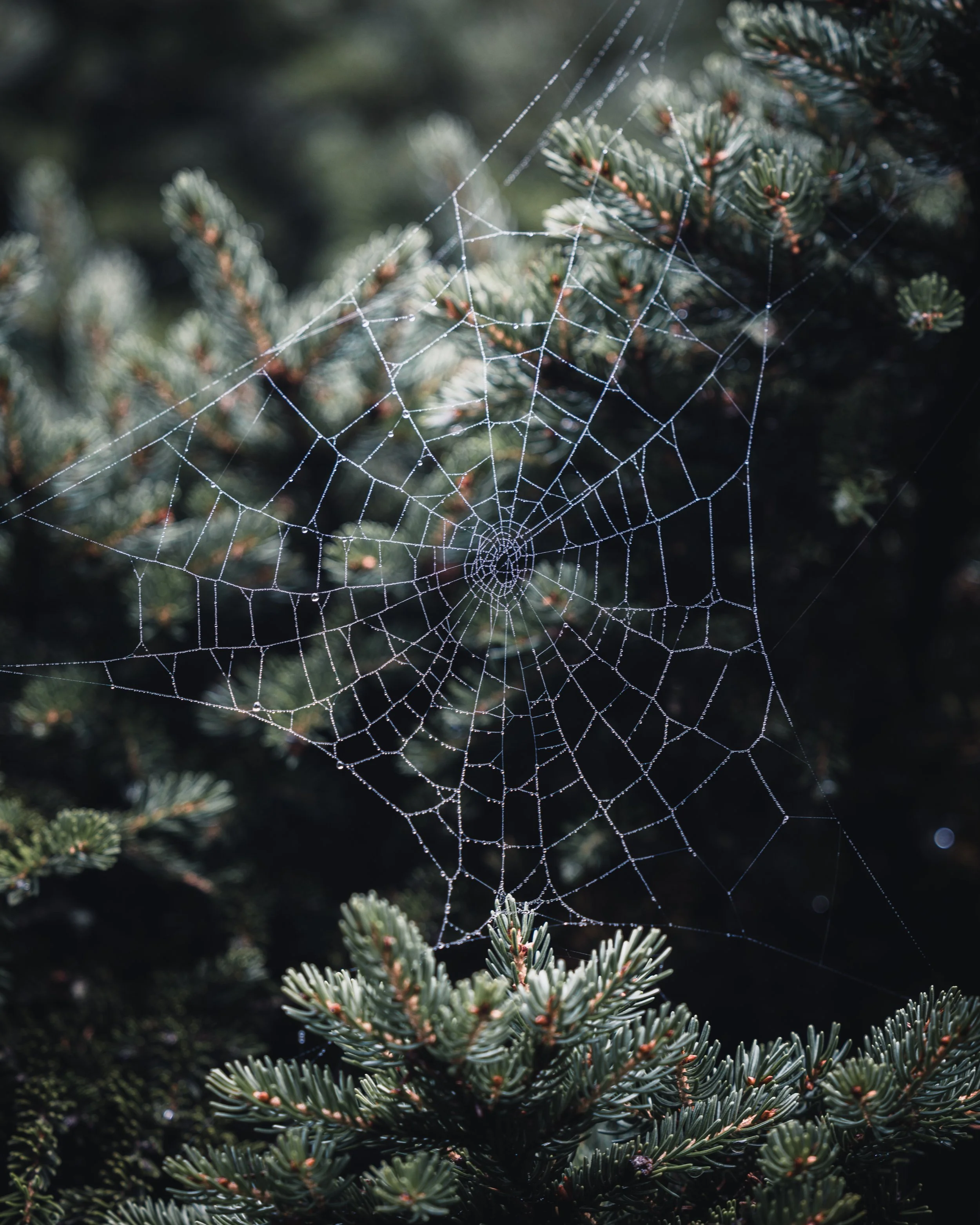 Close up of a spider web on a foggy morning in Virginia