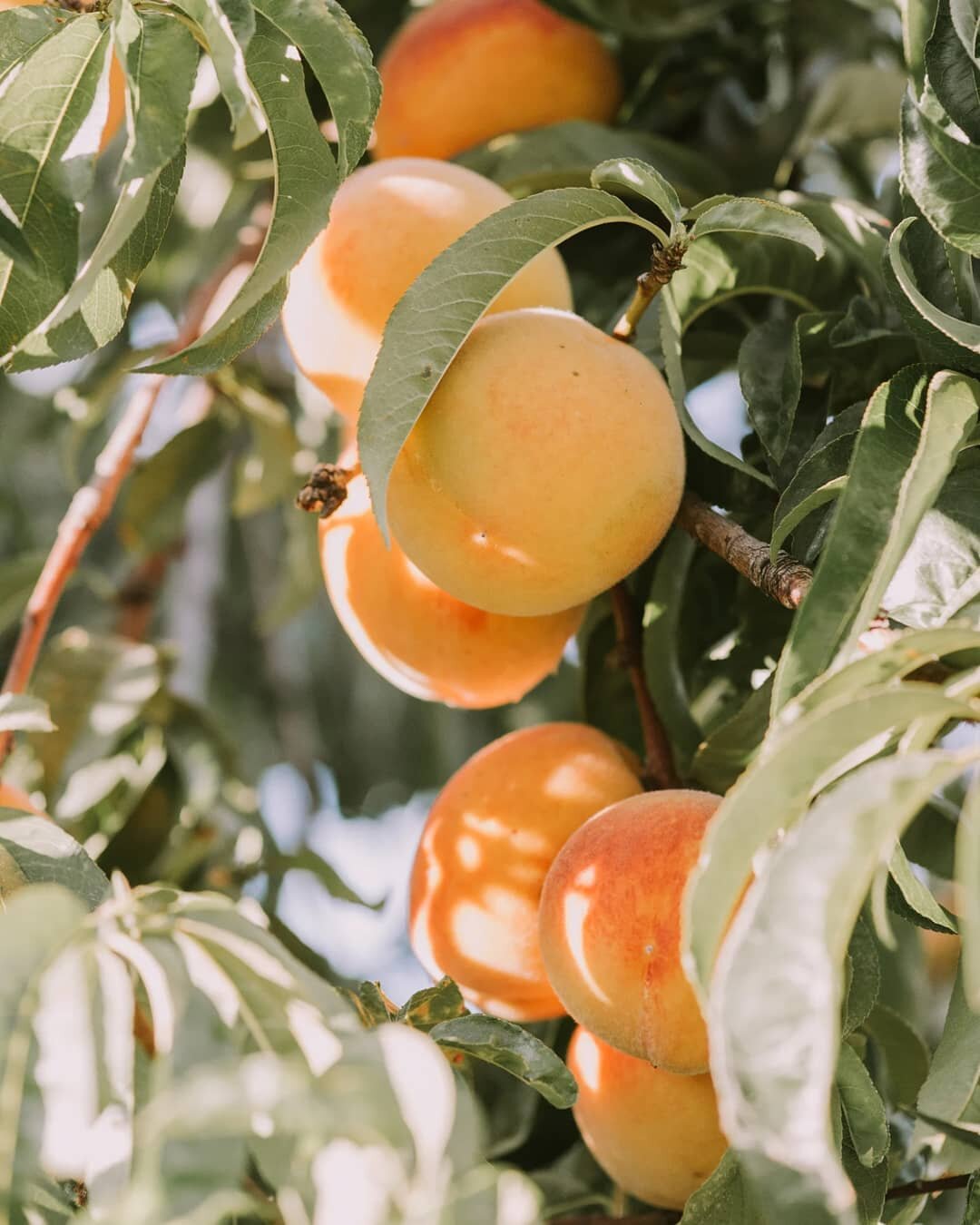 You are a peach 🍑

.

🍑 

.

What does that mean exactly? Well, have you ever held a peach that wad picked when it wasn't quite ready? It's still very firm to the touch. If you were to bite or cook with it you would have a challenging time because 