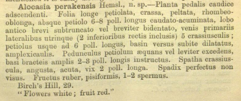 Alocasia perakensis protologue 1.PNG