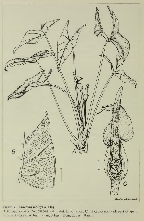 Alocasia ridleyi illu.PNG