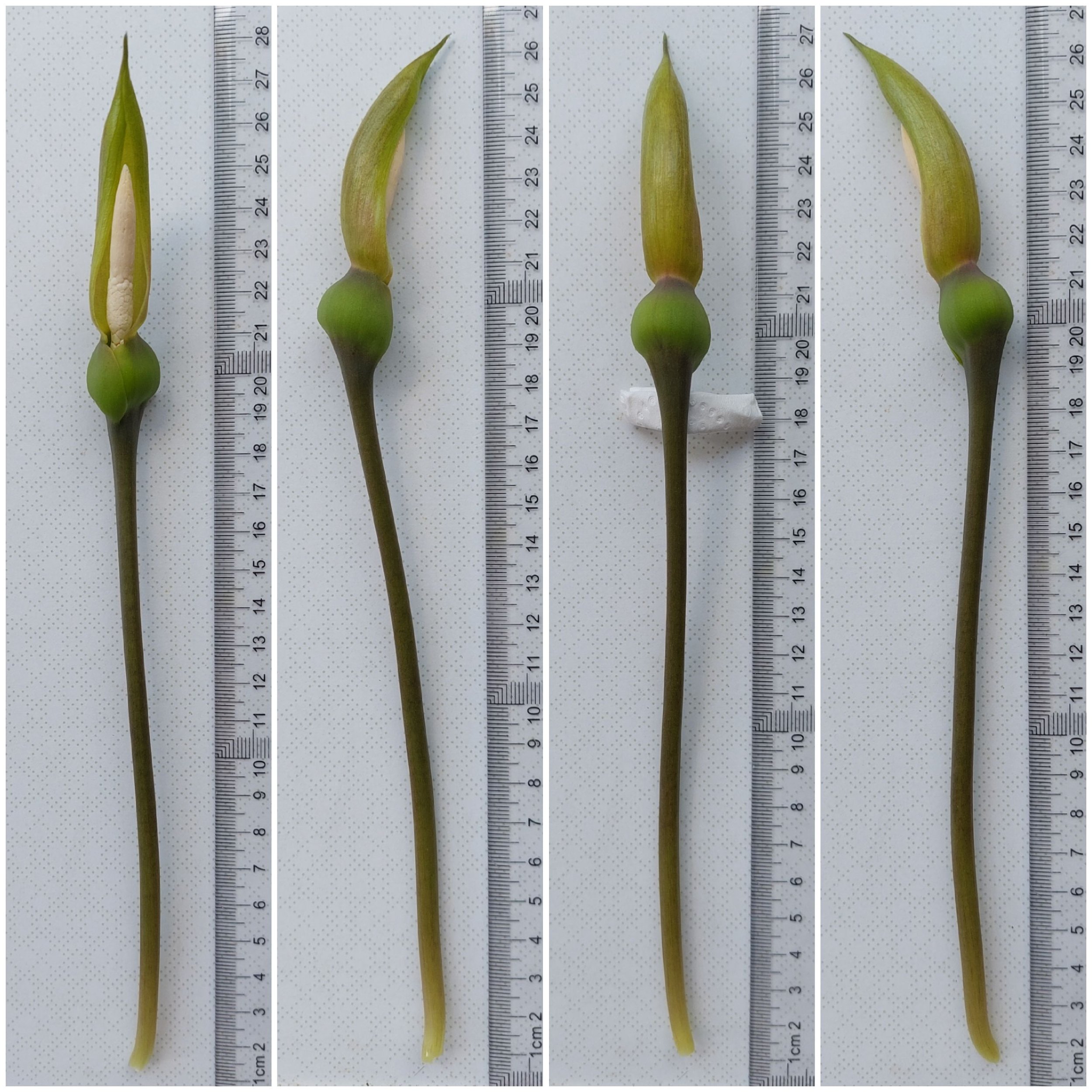 diff. angles of inflorescence.jpg