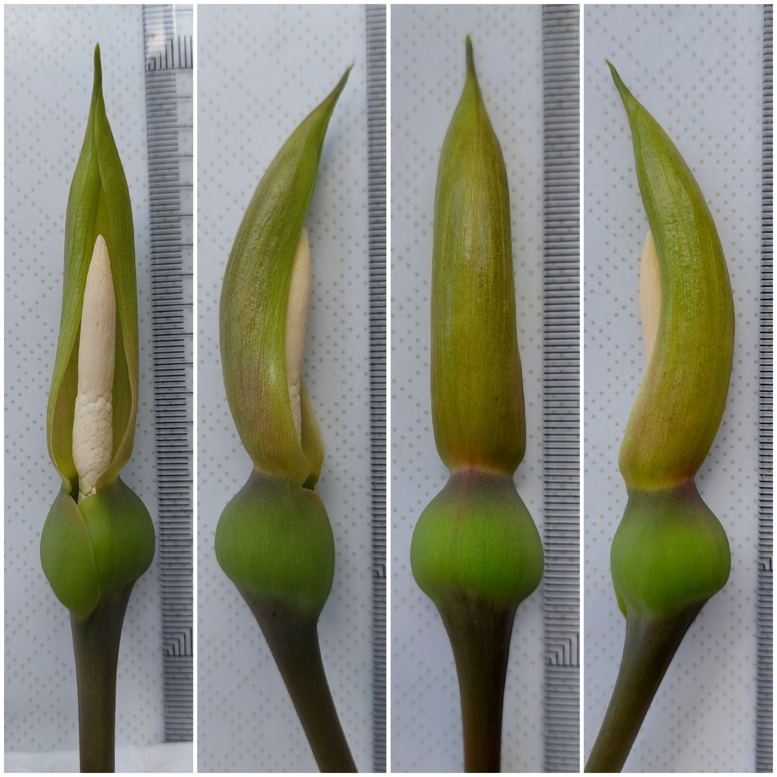 diff. angles of spathe.jpg